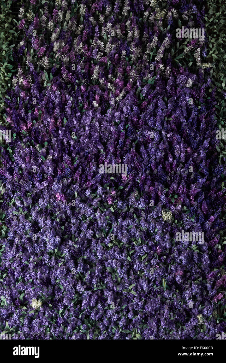 Muro de flores de lavanda , flores artificiales , luz volumétrica ,  opiniones generales , vivo antecedentes, buena textura Fotografía de stock  - Alamy