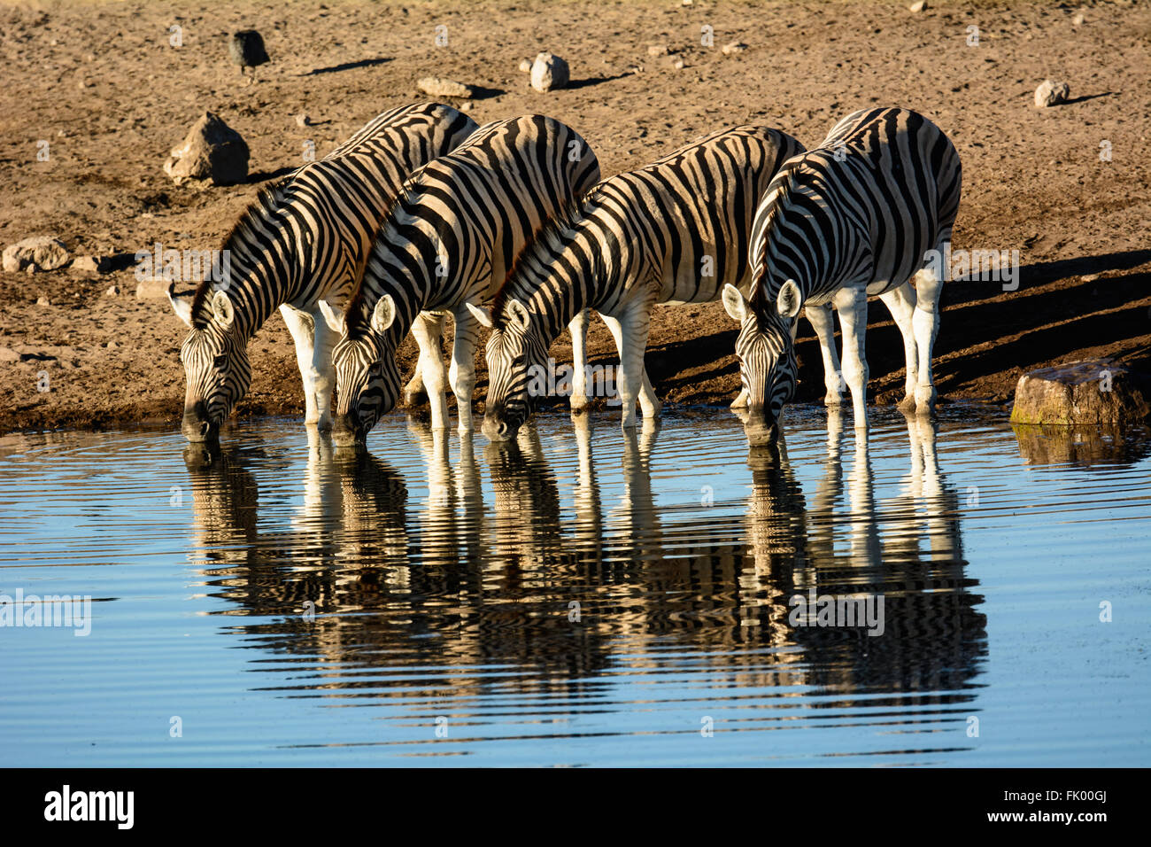 Sed Zebra y sus reflexiones en un abrevadero Foto de stock