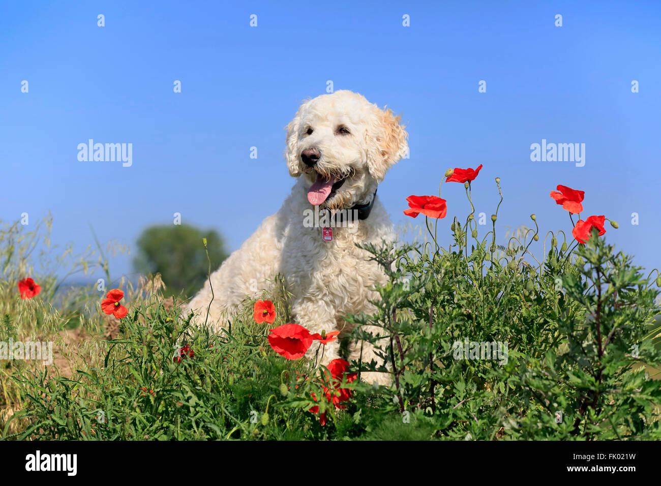Labradoodle, macho / (Labrador x standard poodle cruz) Foto de stock