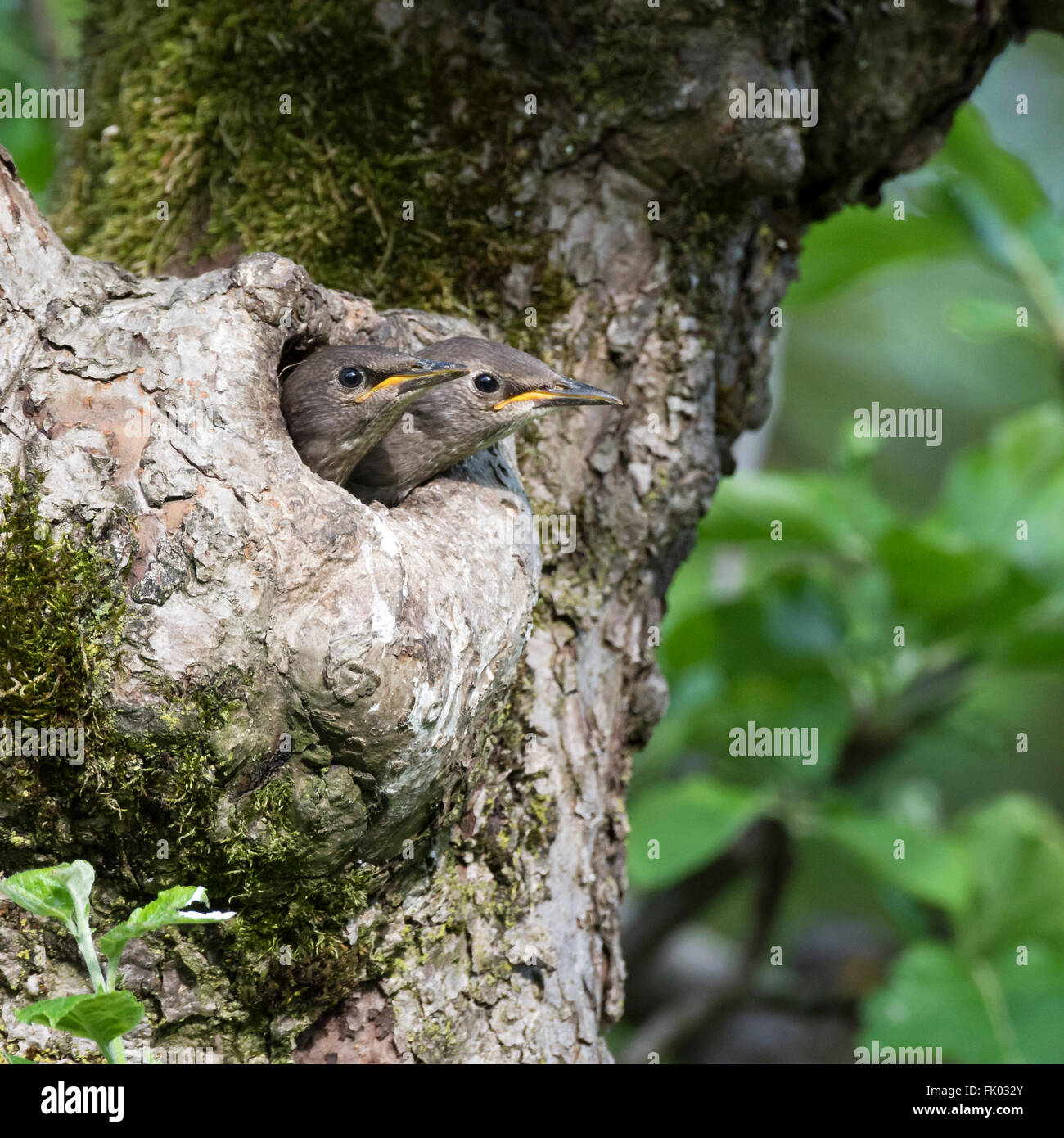 Starling (Sturnus vulgaris), aves jóvenes que sobresale de la madriguera de cría, árbol hueco, justo antes de abandonar el nido. Foto de stock
