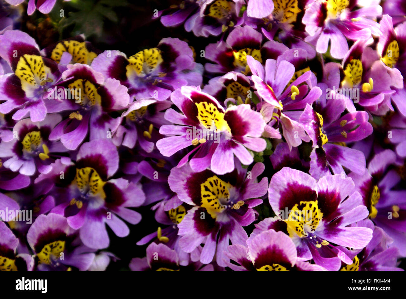 Graines D'Orchidée Des Pauvres – Schizanthus 'Angel Mix' – Mélange Coloré Facile à Cultiver