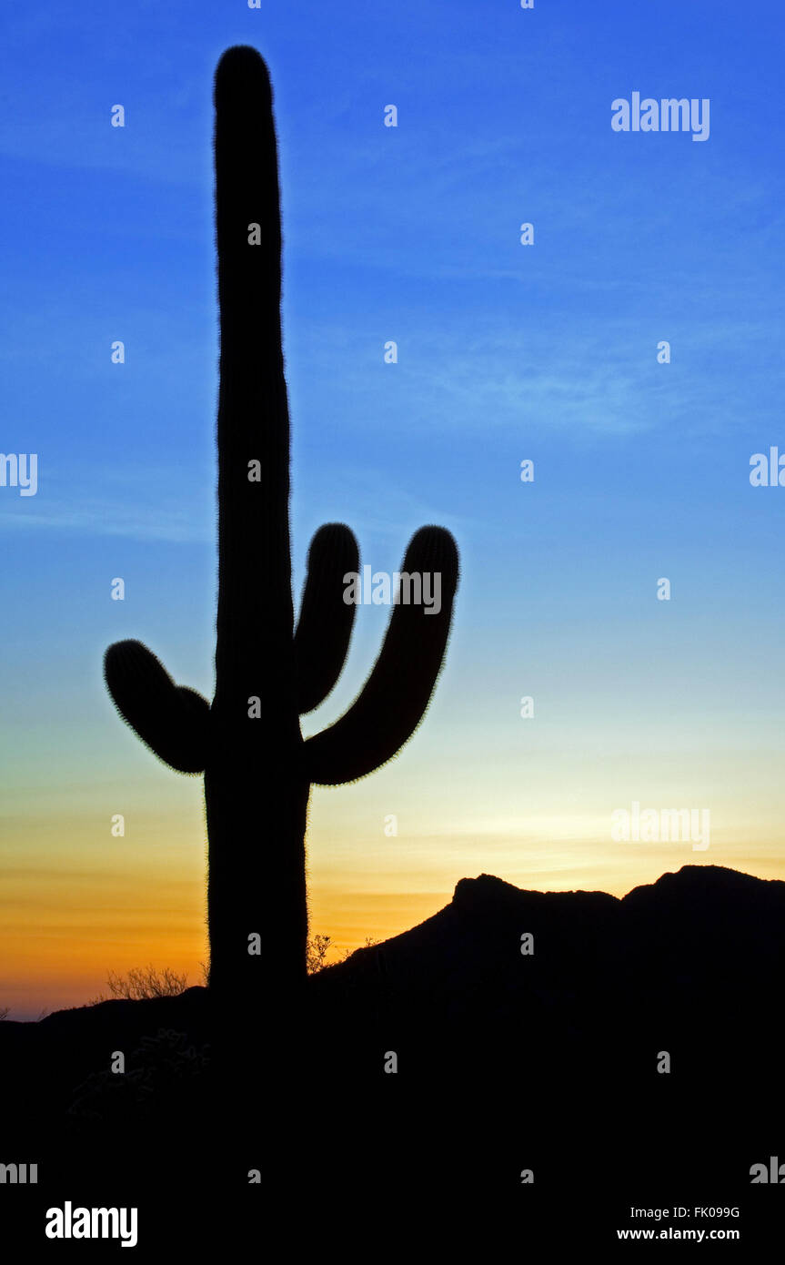 Cacto Saguaro (Carnegiea gigantea / Cereus giganteus) siluetas contra atardecer en el desierto de Sonora, Arizona, EE.UU. Foto de stock