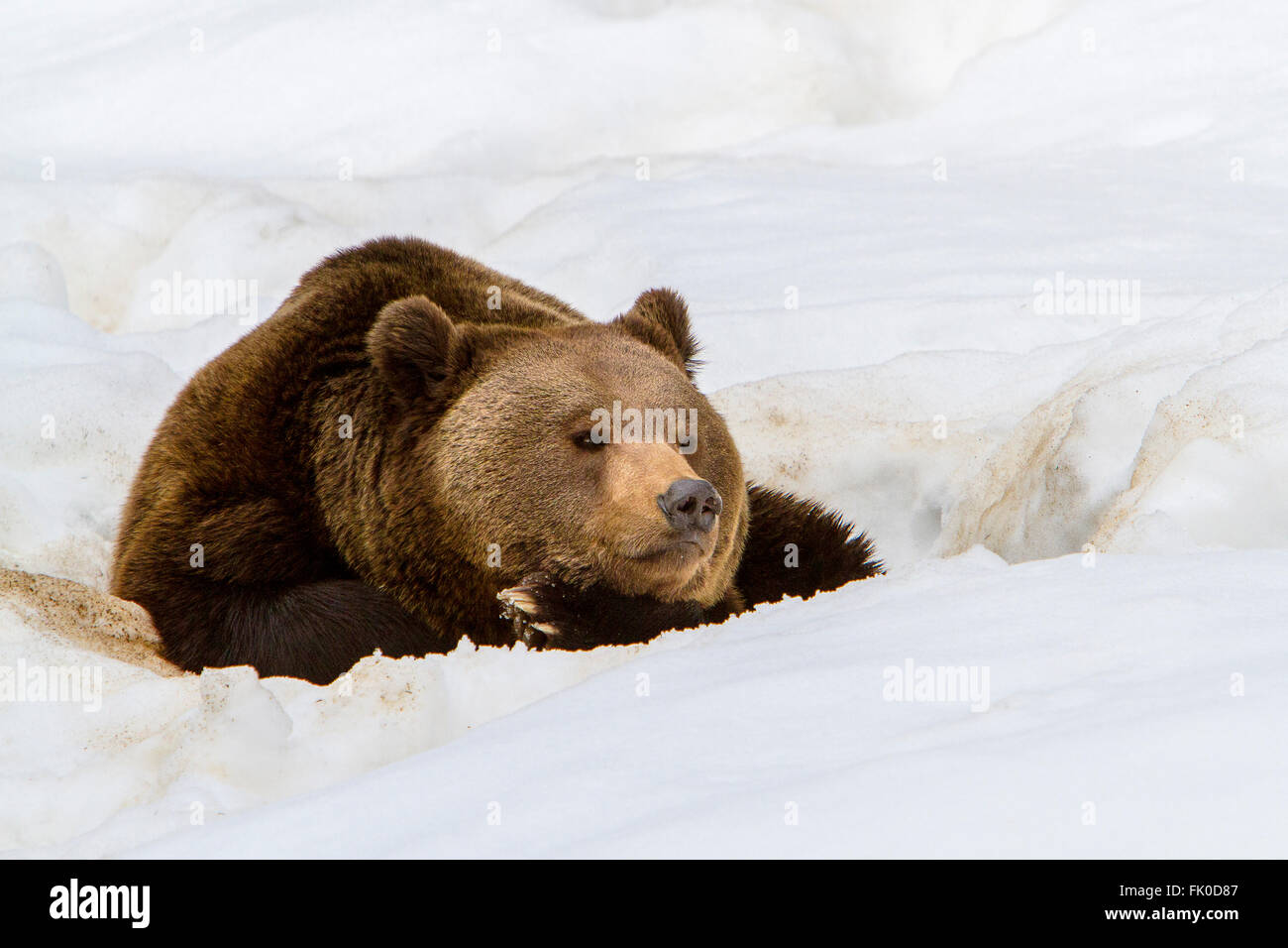 Euroasiática de oso pardo (Ursus arctos arctos) descansando en la nieve en invierno Foto de stock