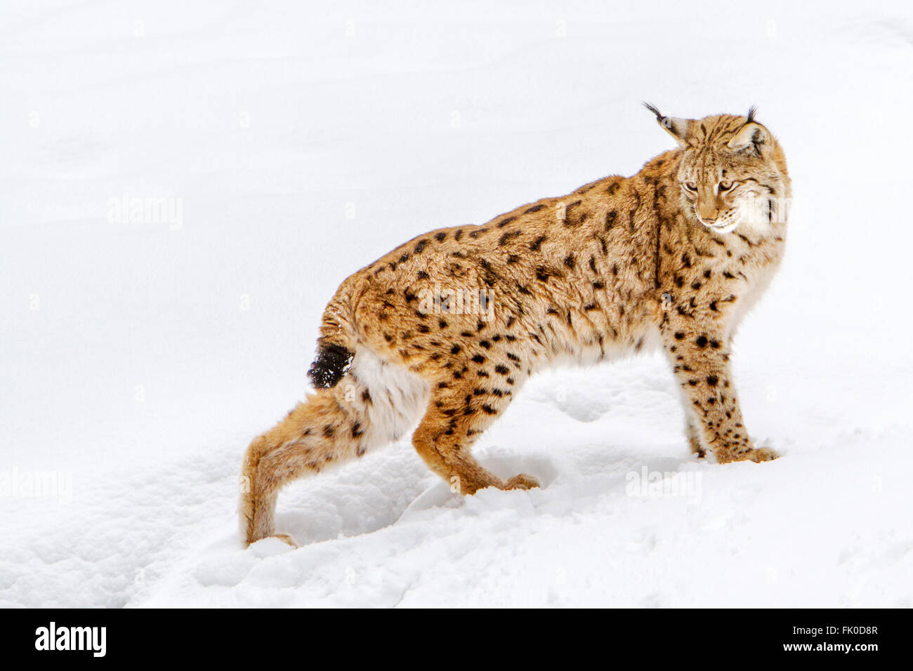 El lince eurásico (Lynx lynx), de pie en la nieve, el bosque bávaro, Baviera, Alemania Foto de stock