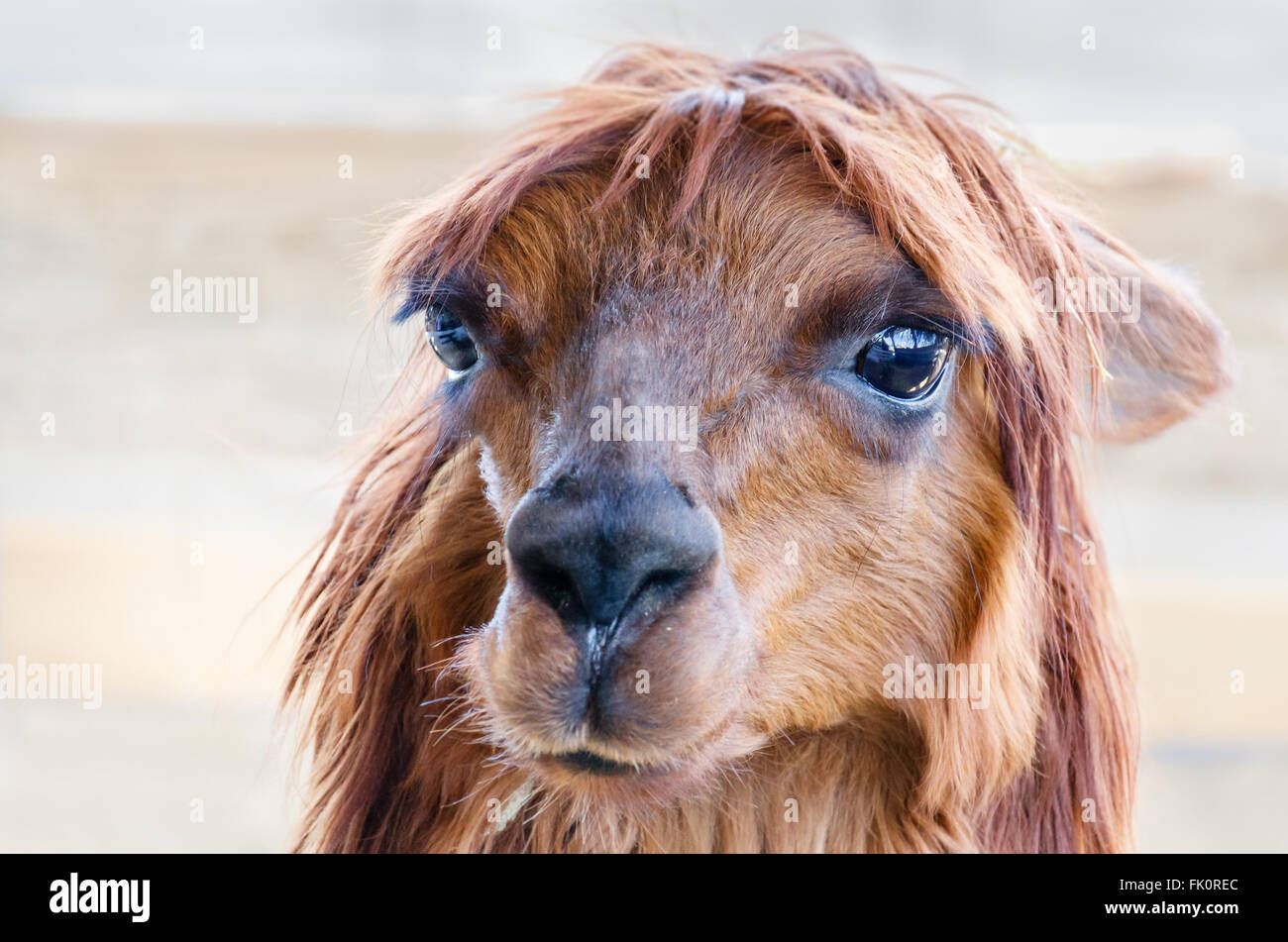 Headshot de alpaca Foto de stock