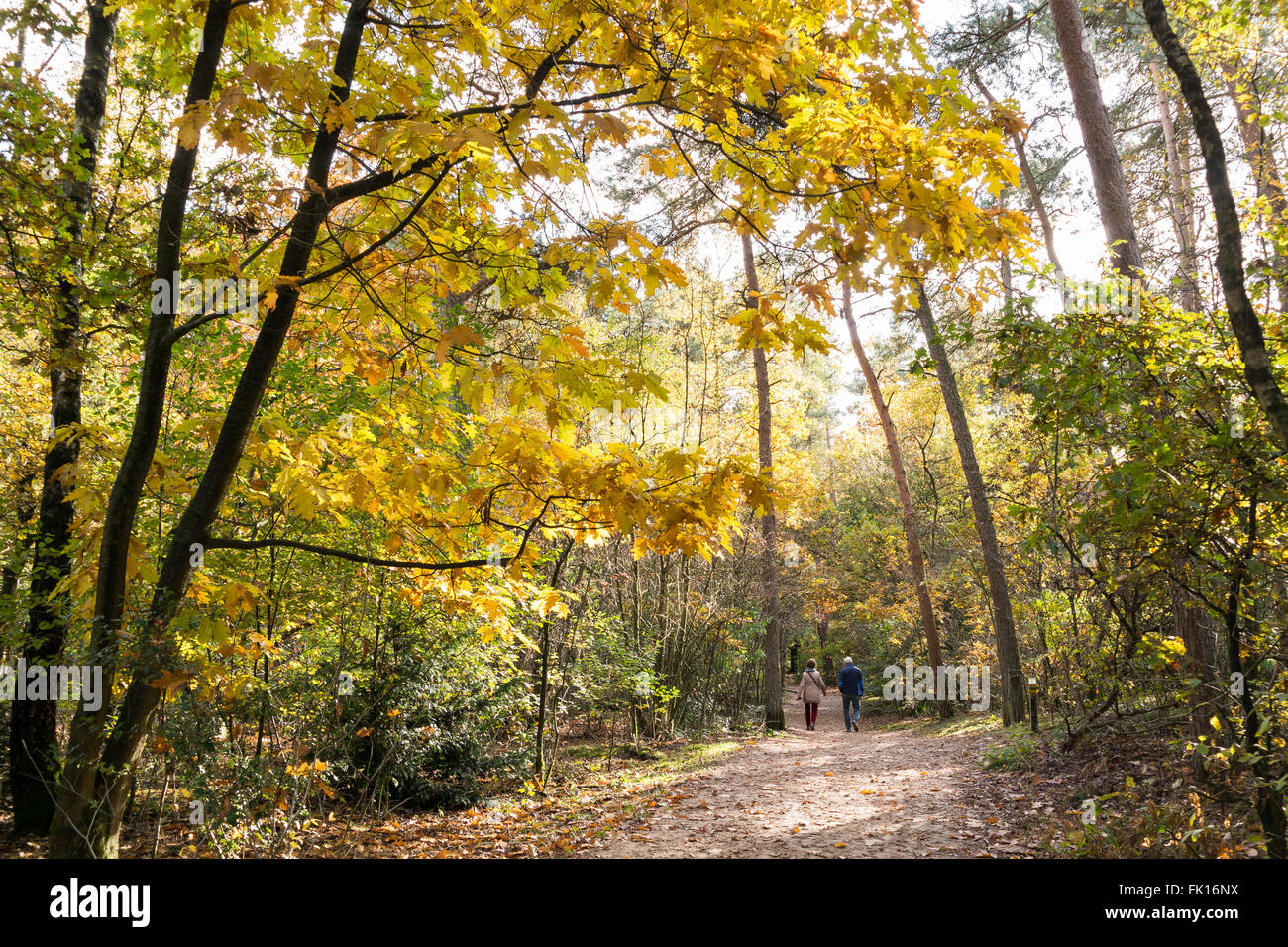 Las parejas ancianas caminando en el bosque en un día soleado en otoño en Doorn, Holanda Foto de stock