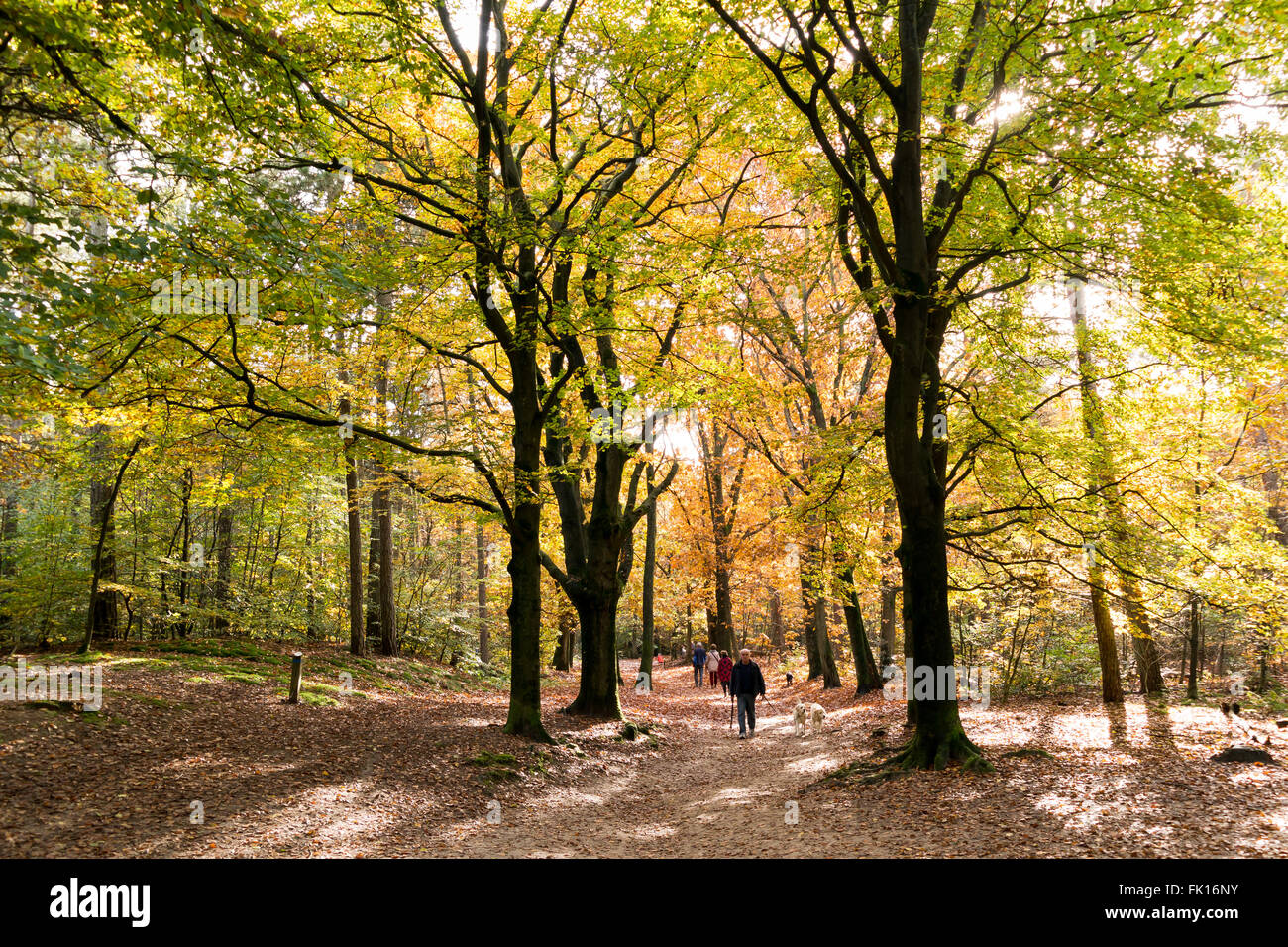 La gente caminando en el bosque de Utrechtse Heuvelrug en los Países Bajos en un soleado día de otoño Foto de stock