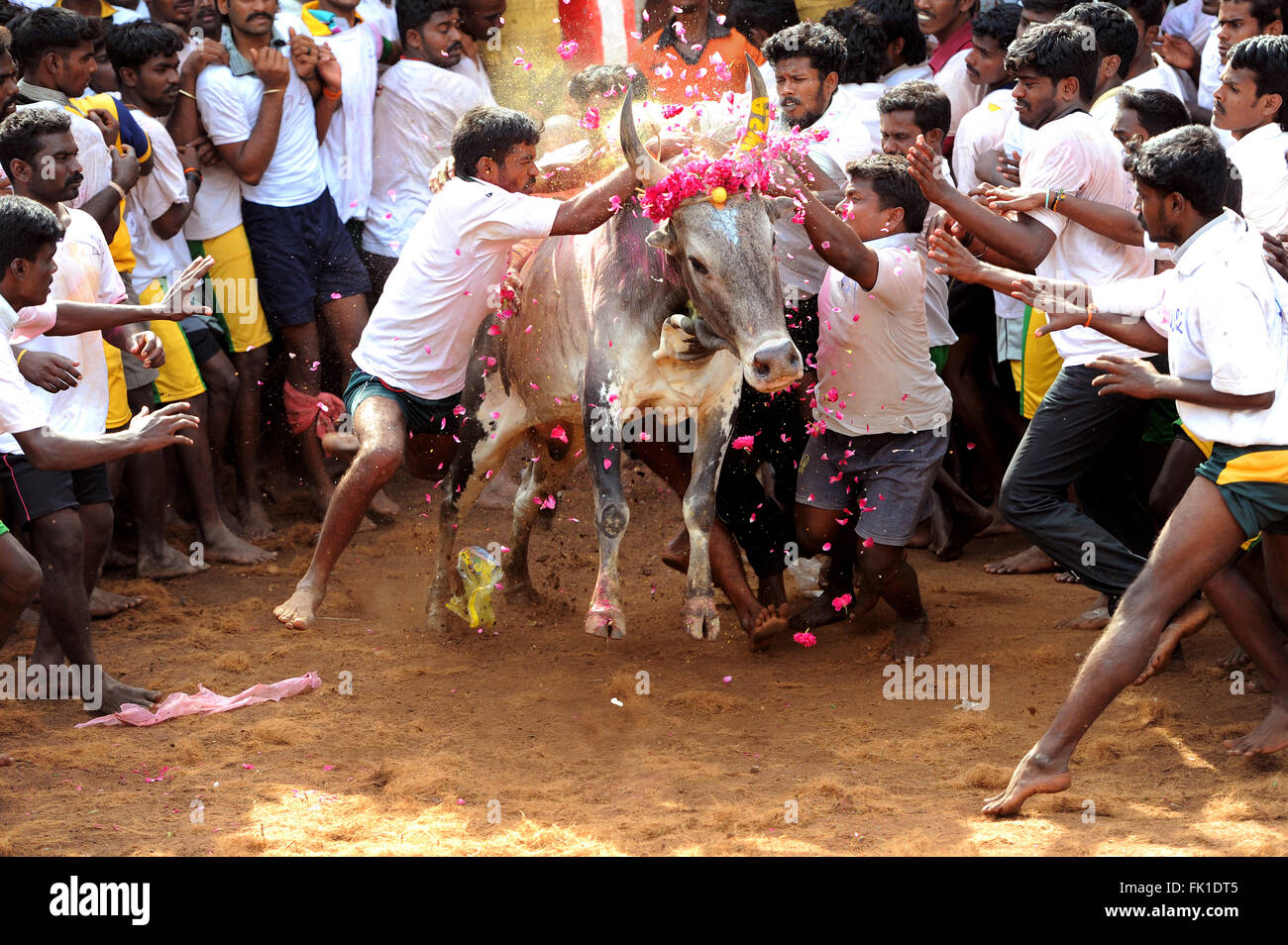 Jallikattu /domesticar el toro es un deporte de 2000 años de antigüedad en Tamilnadu, India.ocurre durante el festival de la cosecha (pongal) celebraciones Foto de stock