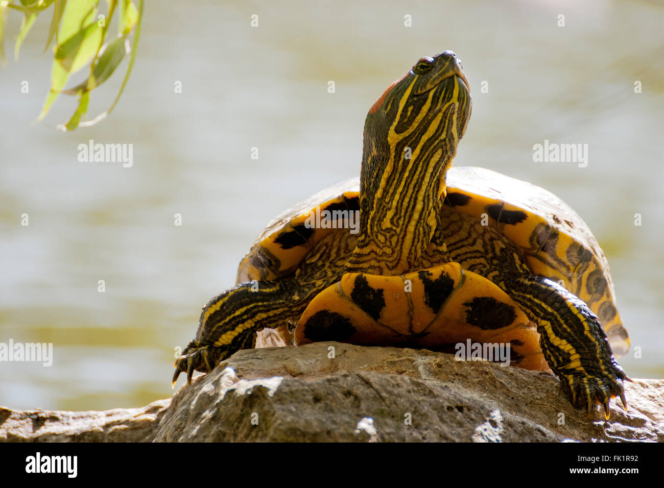 Galápago de orejas rojas son también conocidos como las tortugas de