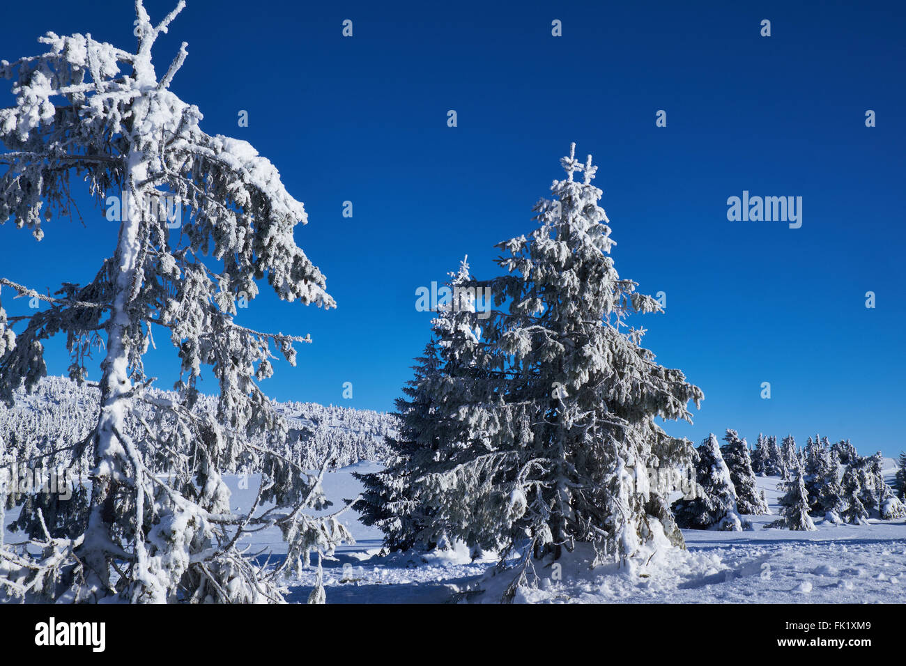Montaña de madera de pino con nieve 