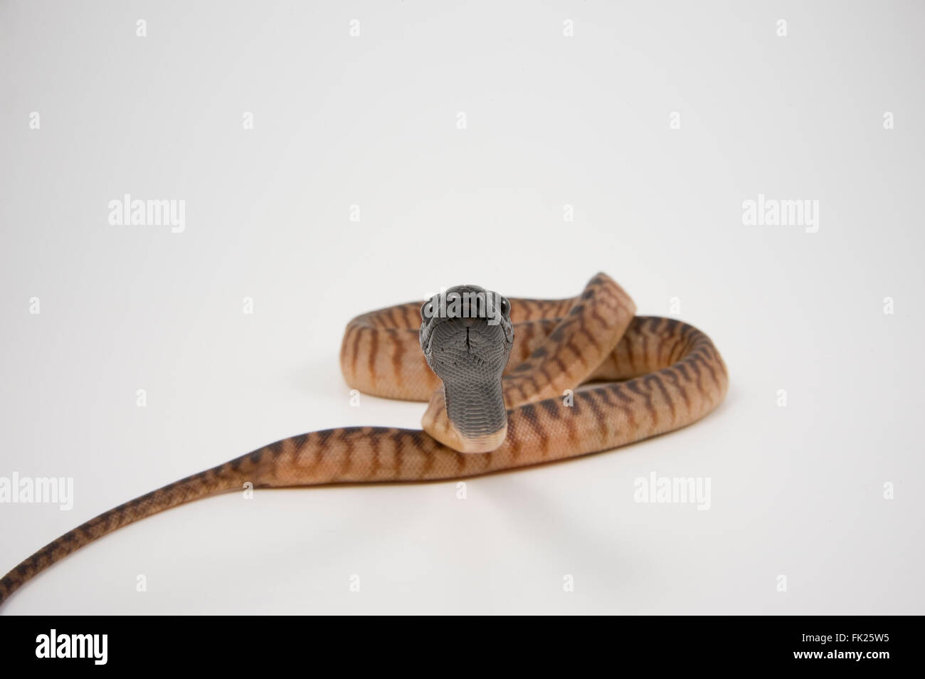 Python (Aspidites Black-Headed melanocephalus) sobre fondo blanco. Foto de stock