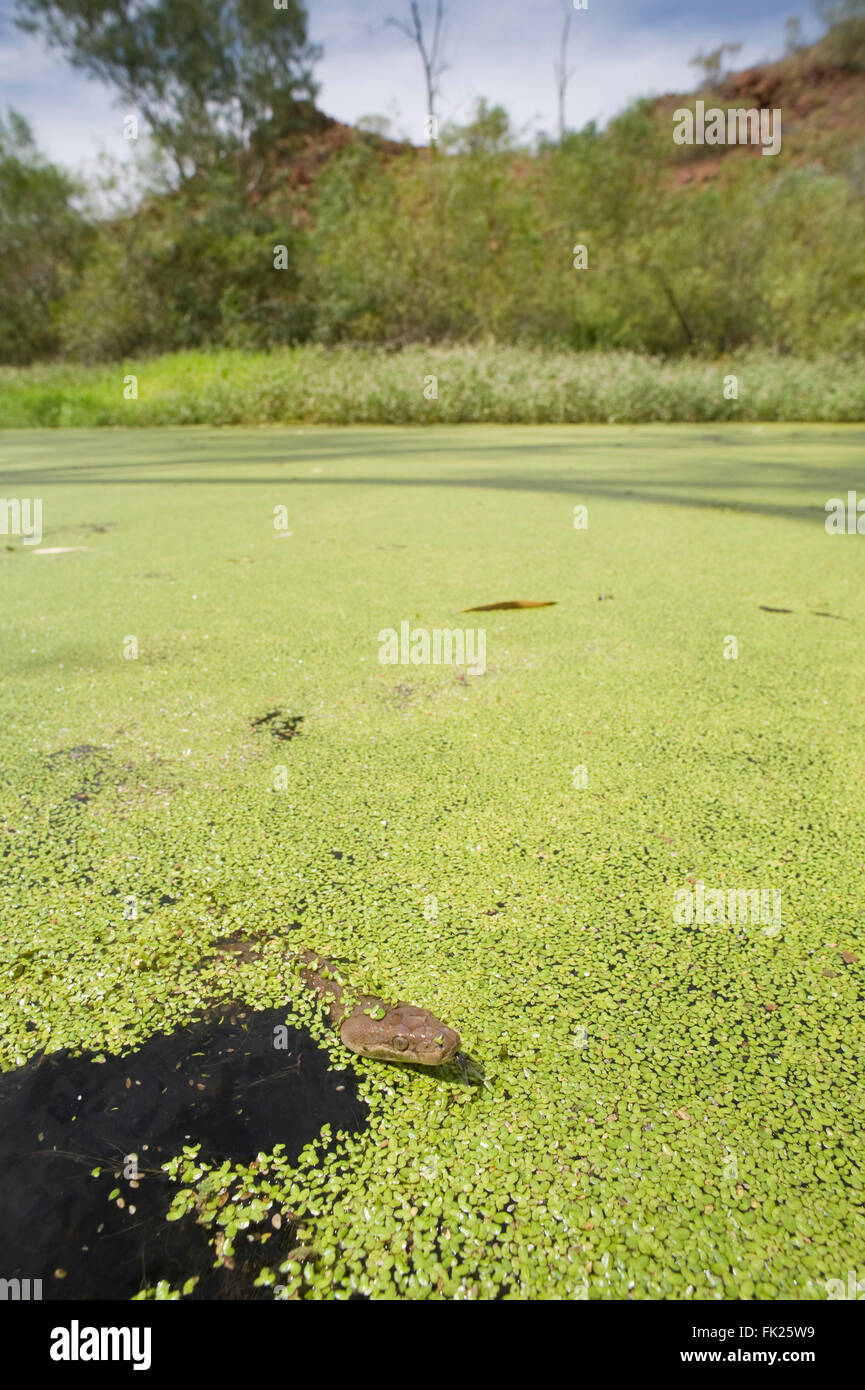 Pitones de oliva(Liasis olivaceus) nadando en un abrevadero lleno de lenteja de agua Foto de stock