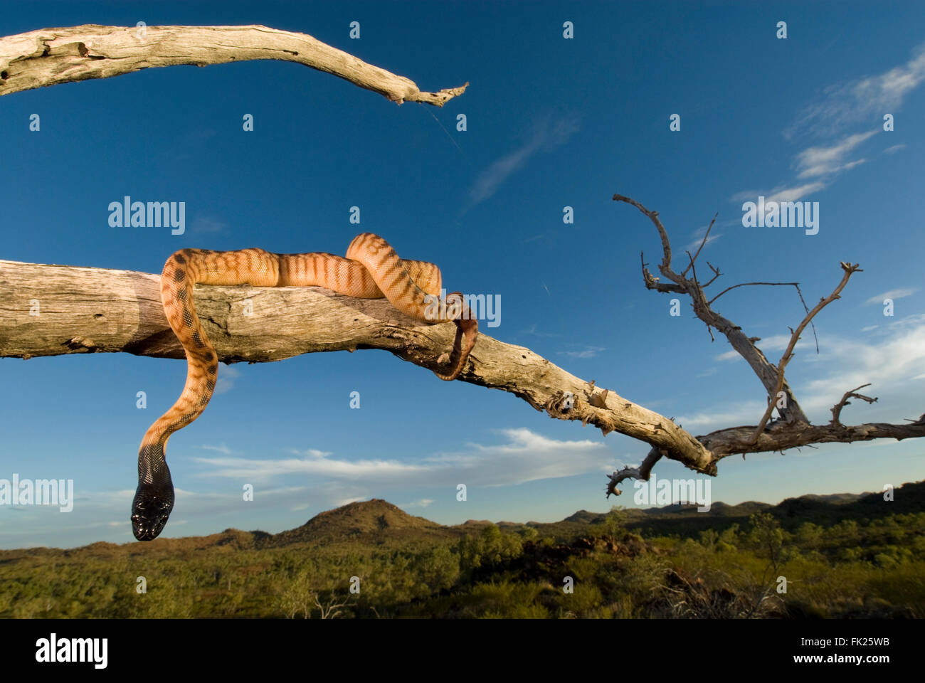 De cabeza negra (python Aspidites melanocephalus) posado en la rama de un árbol mirando el Australian Outback Foto de stock