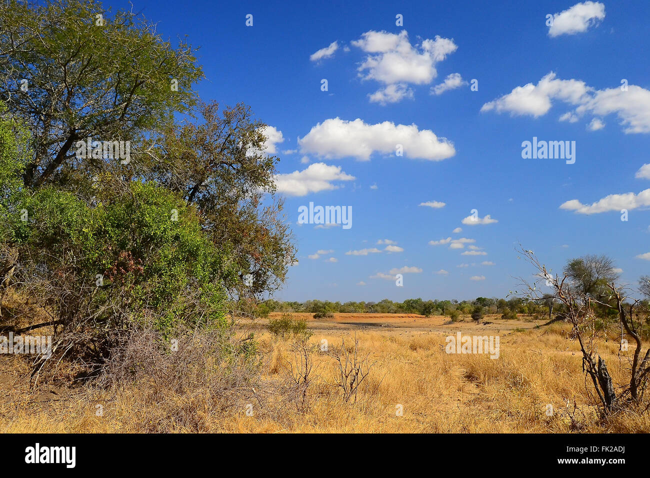 Paisaje africano en el Parque Nacional Kruger, Sudáfrica Foto de stock