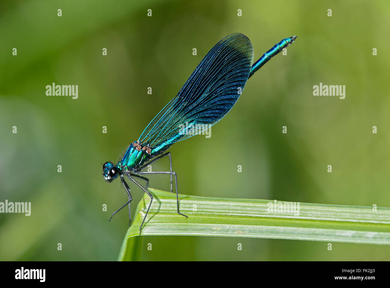Bandas (damselfly demoiselle Calopteryx splendens), macho, Alas Anchas (damselflies Calopterygidae), Suiza Foto de stock
