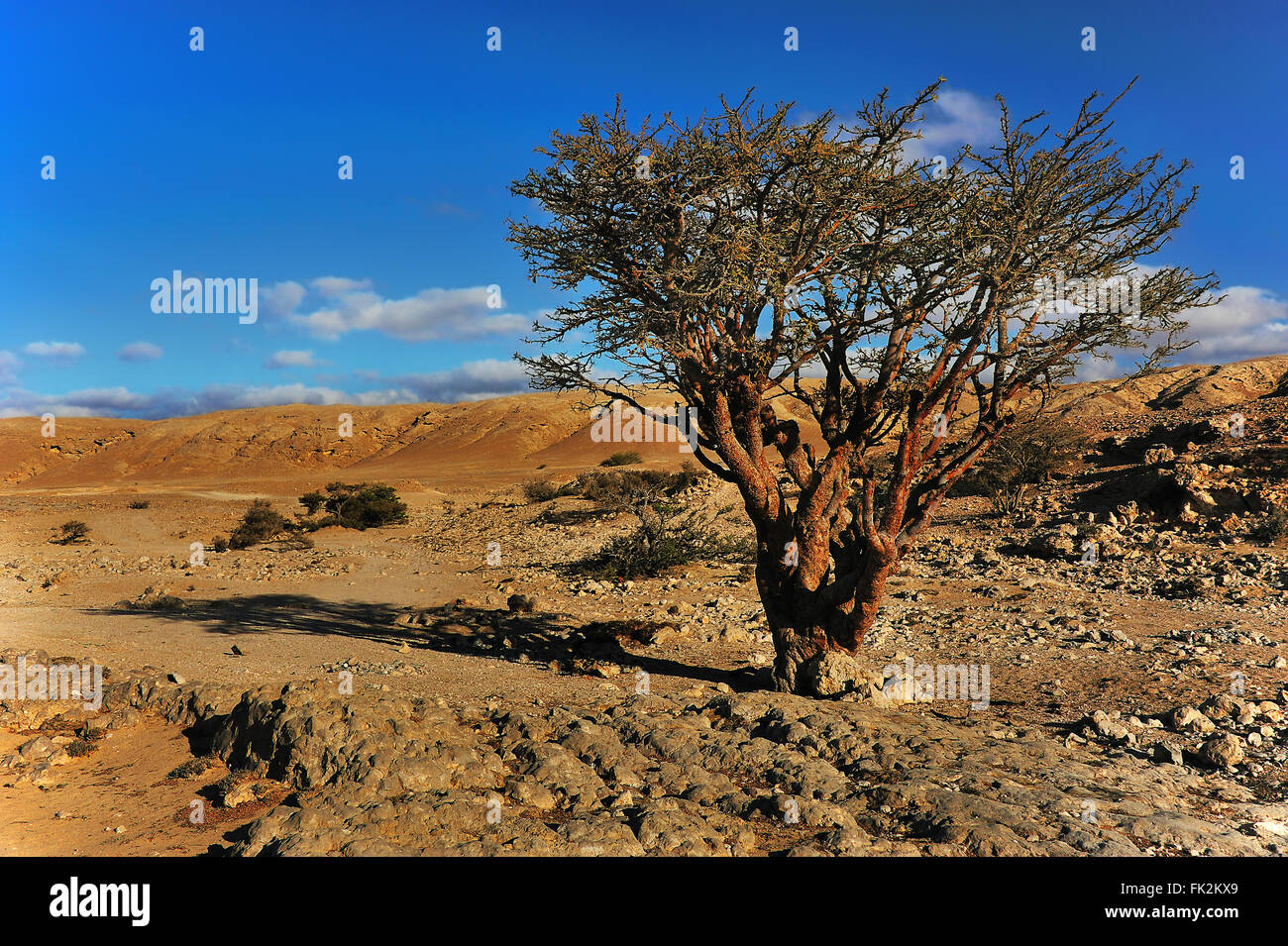 Viejo árbol de incienso en la región de Dhofar cerca de Salalah, Sultanato  de Omán Fotografía de stock - Alamy