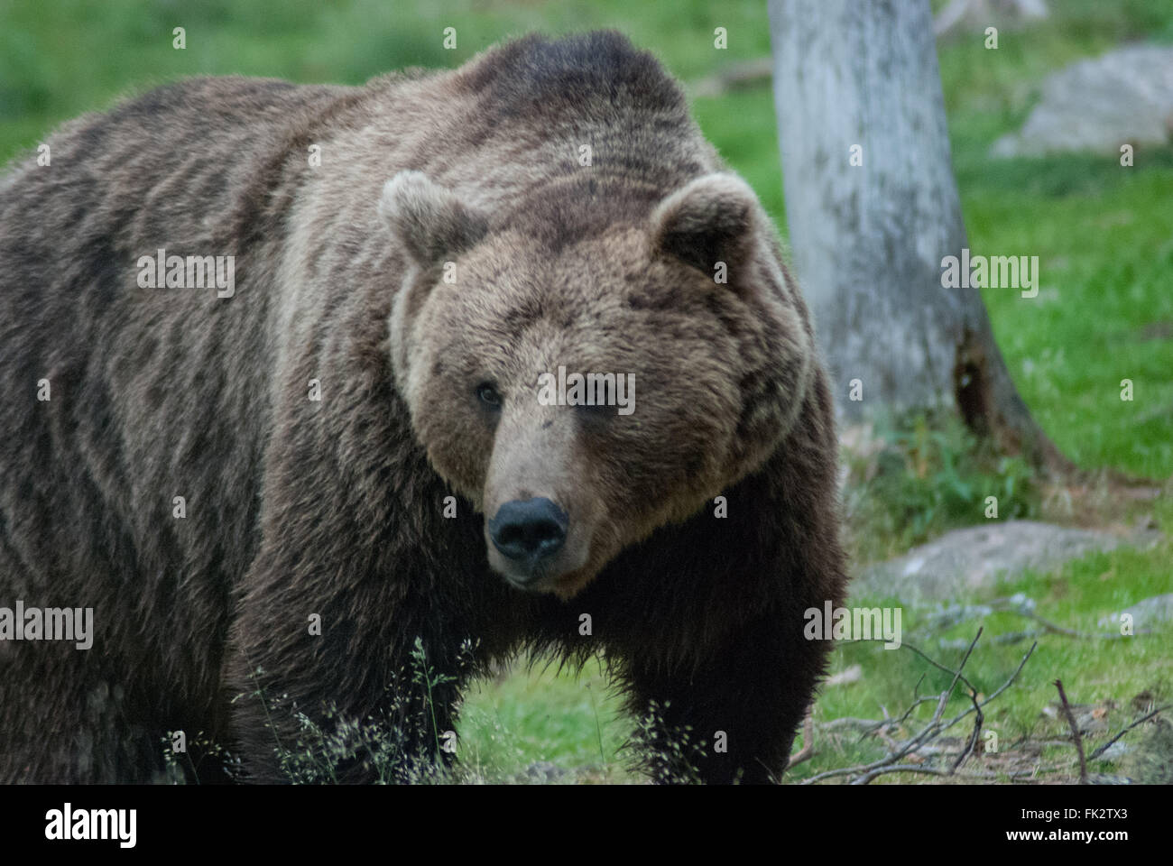 Osos maduros fotografías e imágenes de alta resolución - Alamy