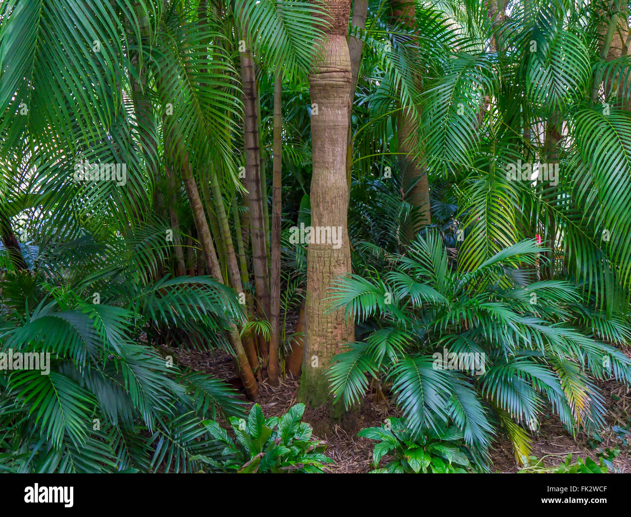 Plantas tropicales en los Sunken Gardens en San Petersburgo, Florida Foto de stock