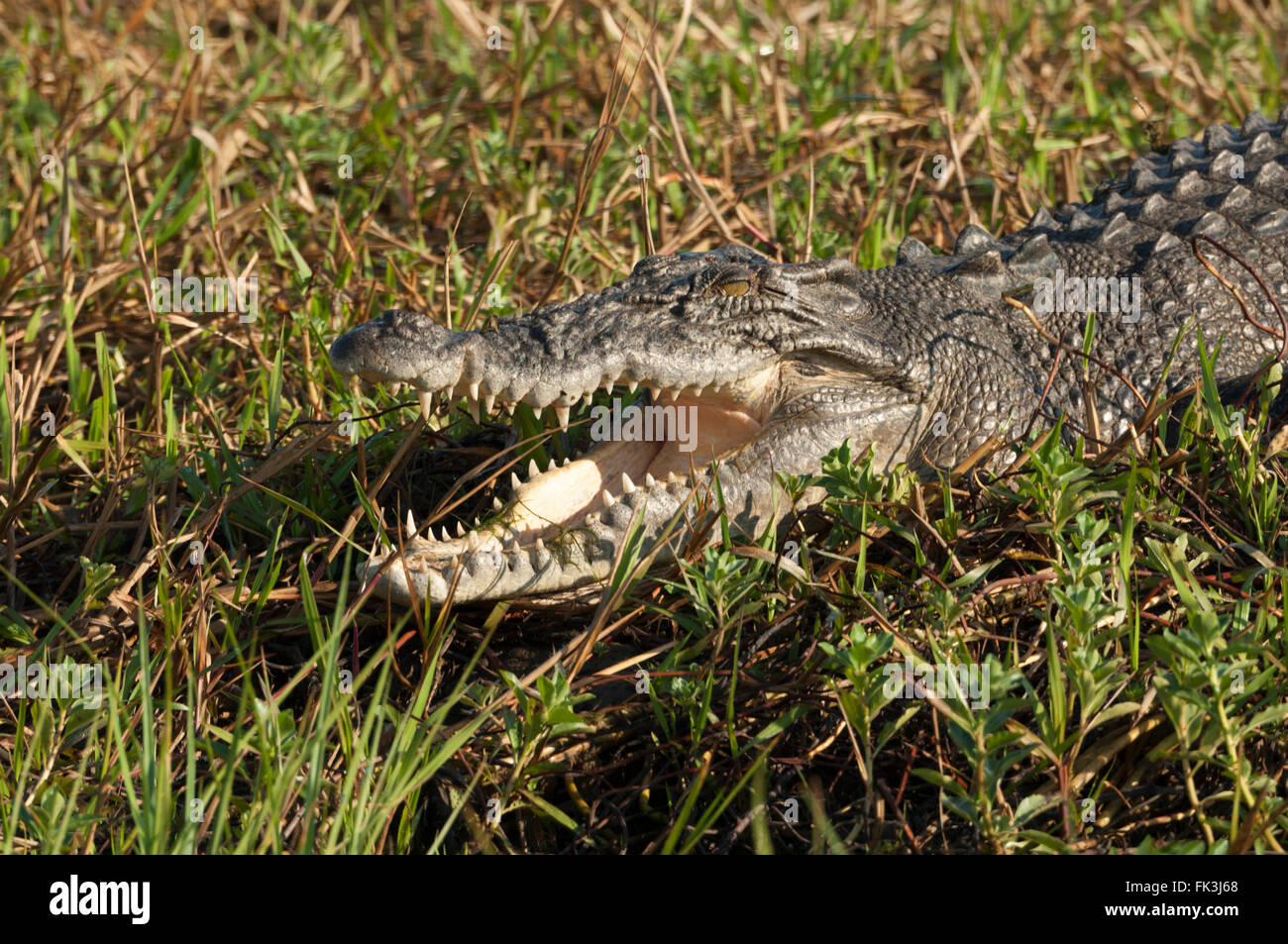 El cocodrilo de agua salada (Crocodylus porosus), Agua Amarilla Billabong, Parque Nacional Kakadu, Northern Territory, NT, Australia Foto de stock