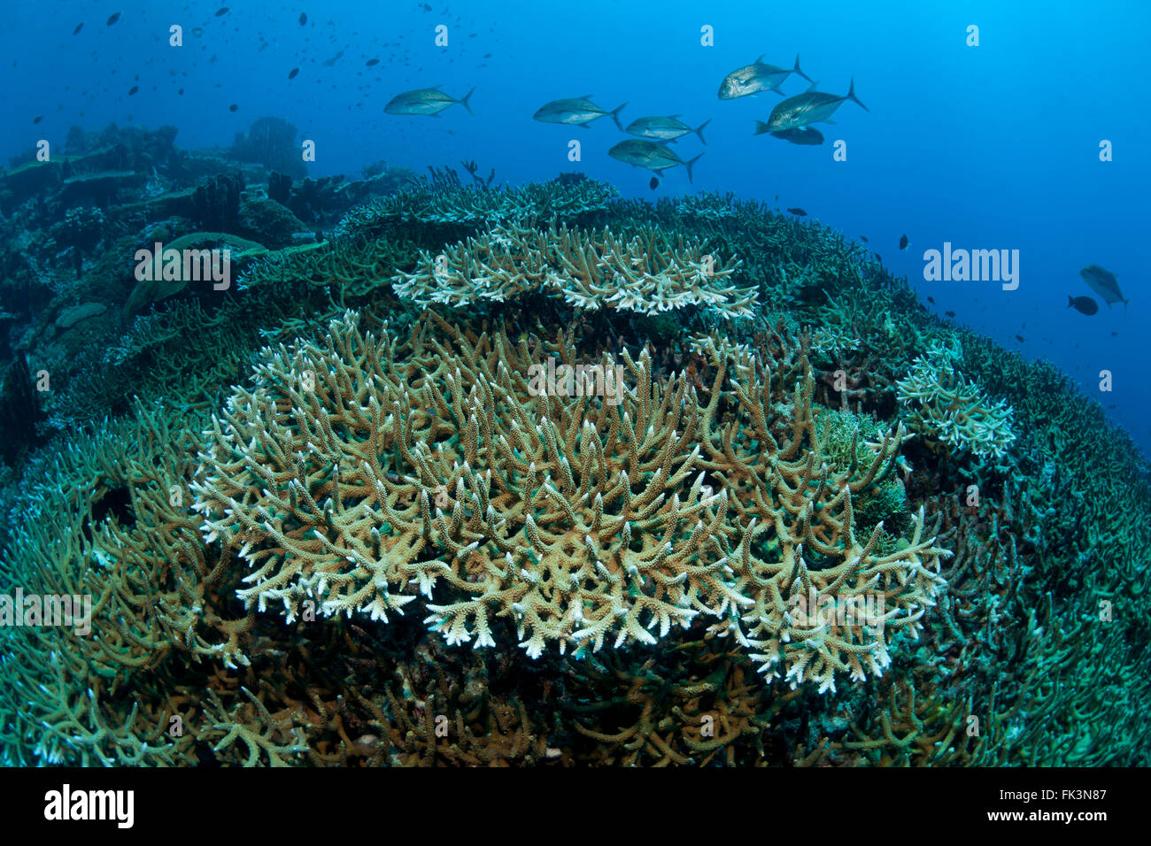 Ramificación de arrecifes de coral saludables con trevallies pasando Foto de stock