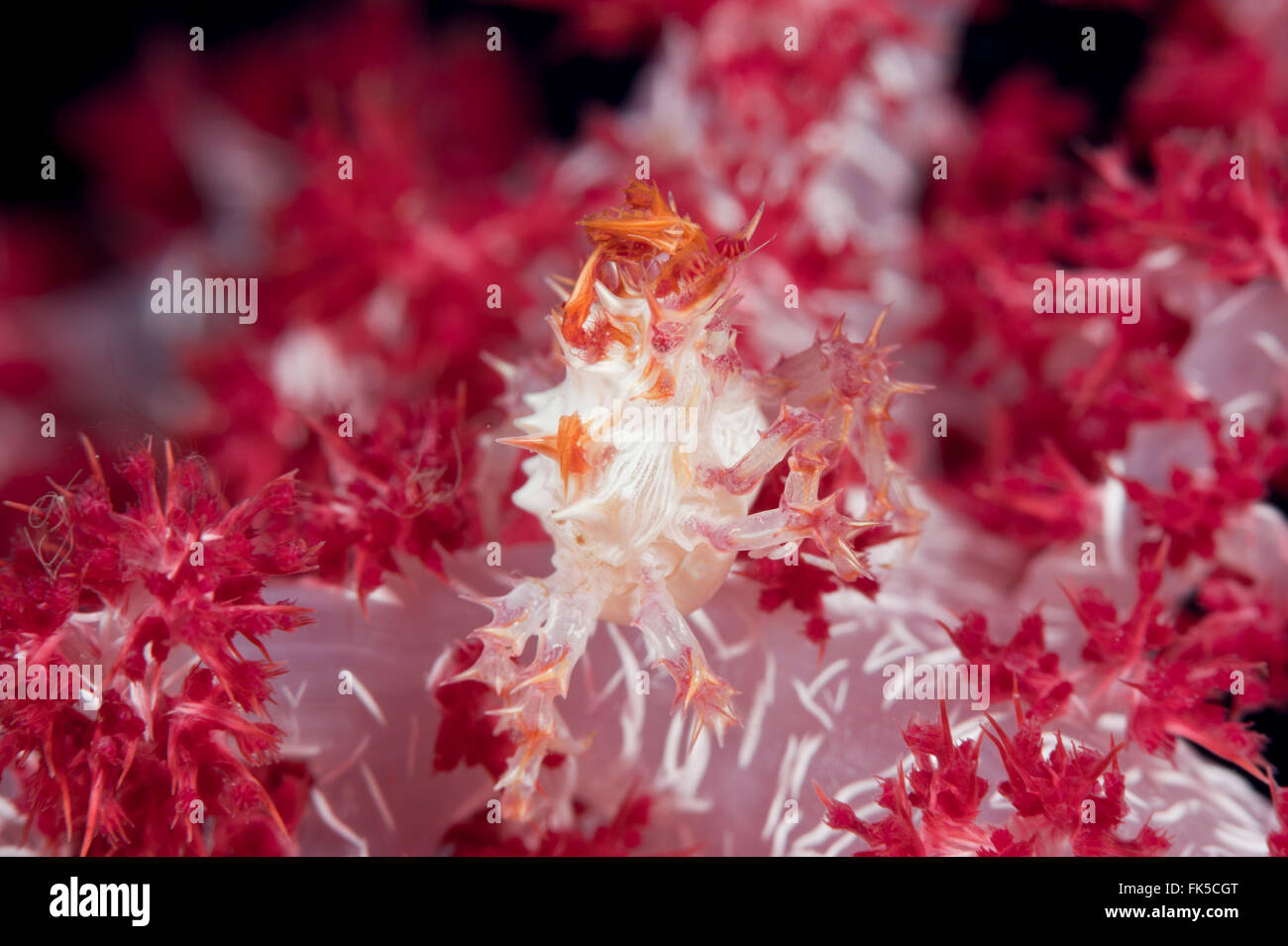 Pequeña coral blando (Dendronephthya sp.) (cangrejo decorador Hoplophrys oatesii) Foto de stock