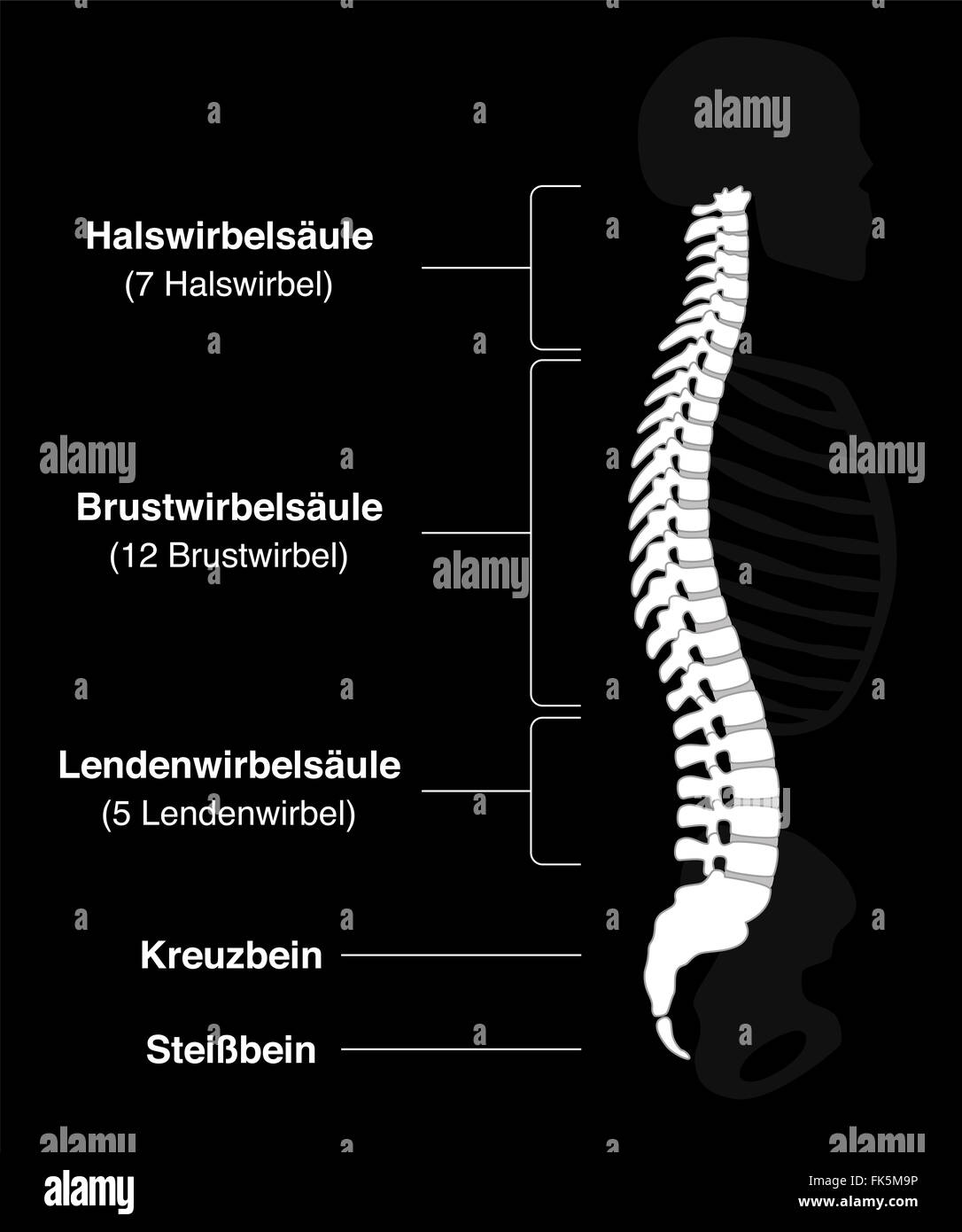 Columna vertebral humana con nombres alemanes de las secciones de la columna vertebral y los números de las vértebras. Foto de stock