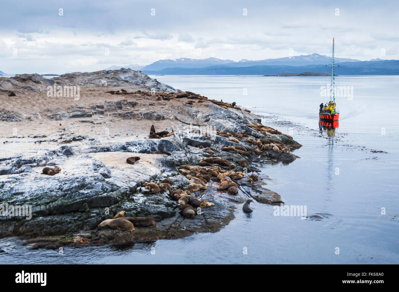 Canal Beagle velero observando colonia de lobos marinos, Ushuaia, Tierra del Fuego, Patagonia, Argentina, Sudamérica Foto de stock