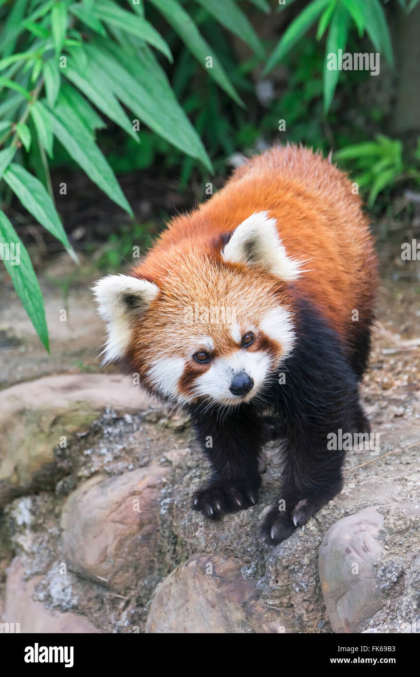 Panda rojo (Ailurus fulgens), en la provincia de Sichuan, China, Asia Foto de stock
