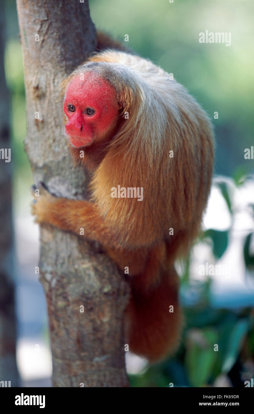 Uakari uakari Calvo (rojo) (Cacajao calvus mono), estado de conservación vulnerable, Amazonas, Brasil, América del Sur Foto de stock