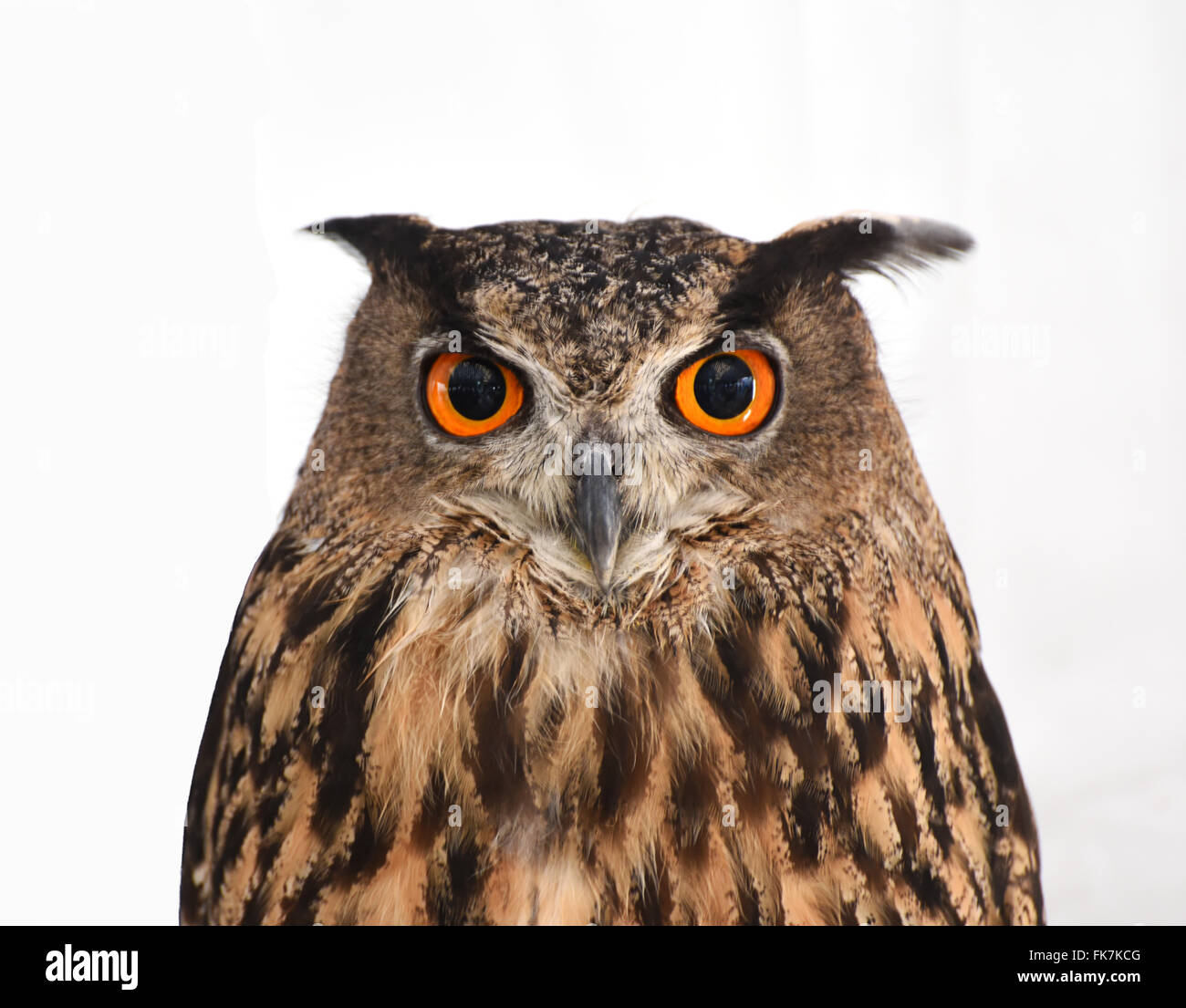 Real owl fotografías e imágenes de alta resolución - Alamy