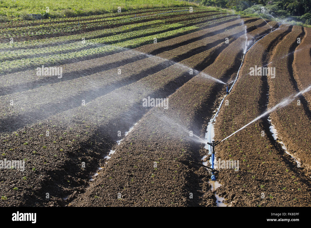 Riego con aspersores para plantaciones de alimentos orgánicos en el campo Foto de stock