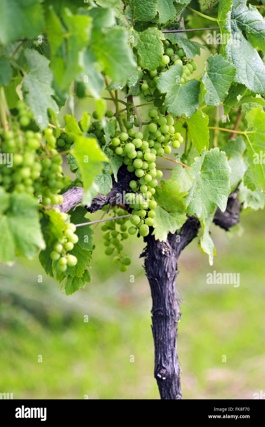 Detalle de racimos de uva en la industria del vino en el campo Foto de stock