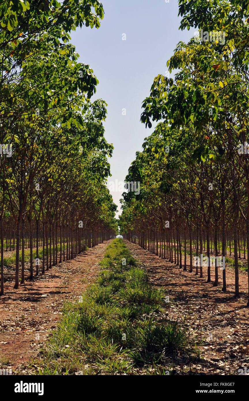 Ha plantado árboles de caucho de tres años - complejo de producción de  caucho natural Fotografía de stock - Alamy