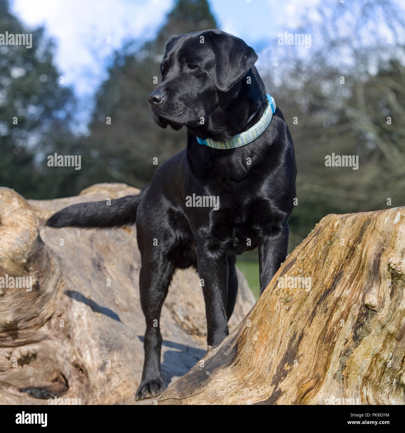 Labrador retriever, negro Foto de stock