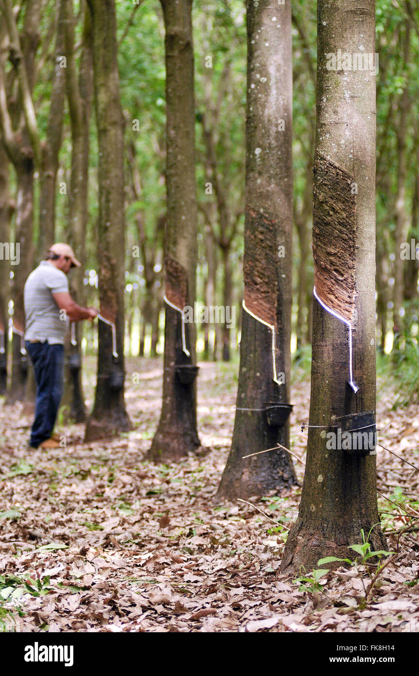El cultivo de árboles de caucho y trabajador de granja en el fondo - latex sap caída de contenedor Foto de stock