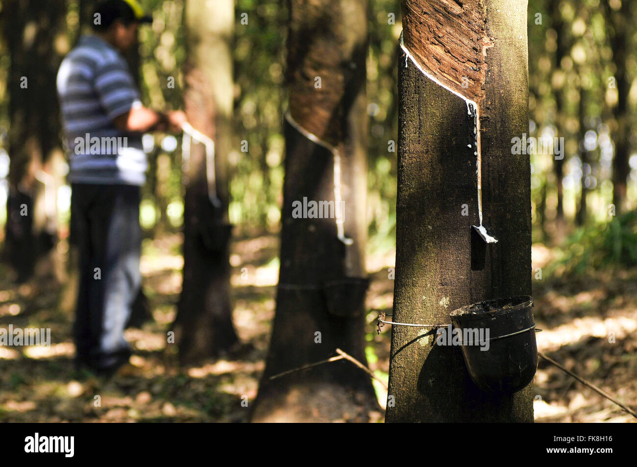 El cultivo de árboles de caucho y trabajador de granja en el fondo - latex sap caída de contenedor Foto de stock