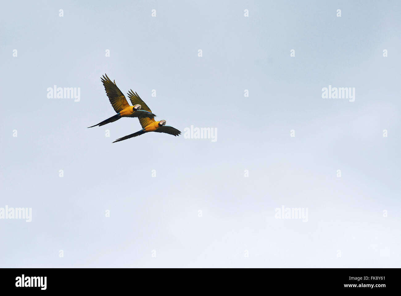 Arado caninda - Ara ararauna - volando sobre la laguna de Guacamayos Foto de stock