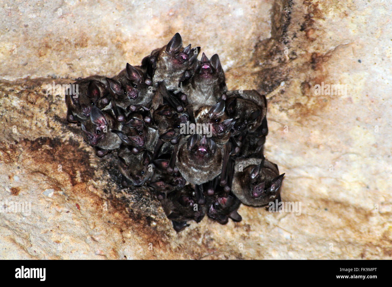 Los murciélagos, mamíferos voladores - Chiroptera Foto de stock