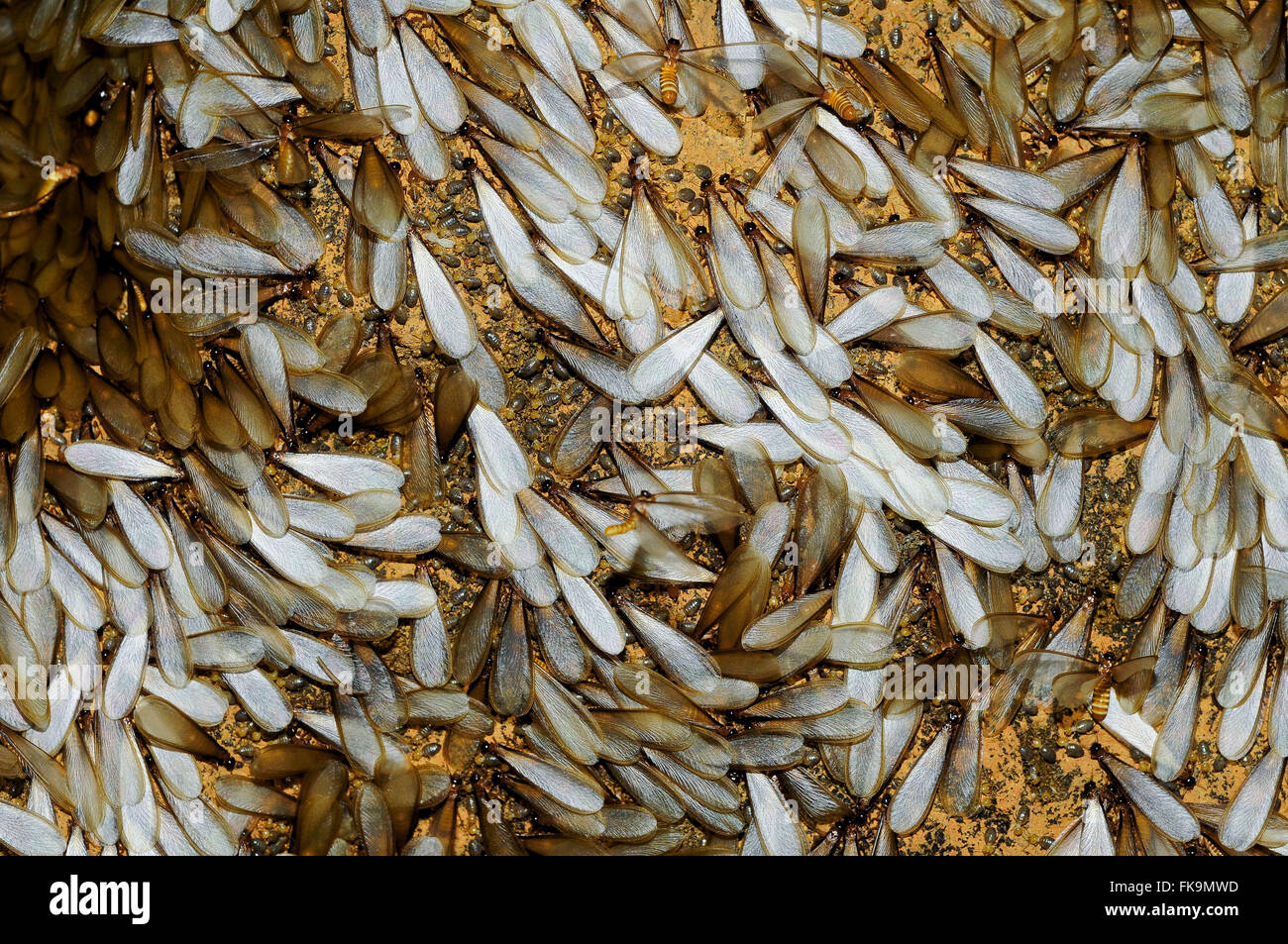 Las termitas - la etapa alada se denominan siriris o hallelujah Foto de stock