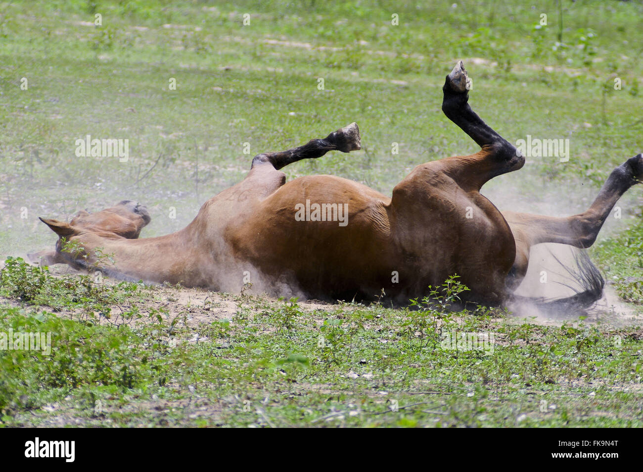 Caballo rodando en el suelo - una de las tres subespecies de especies modernas Equus ferus Foto de stock
