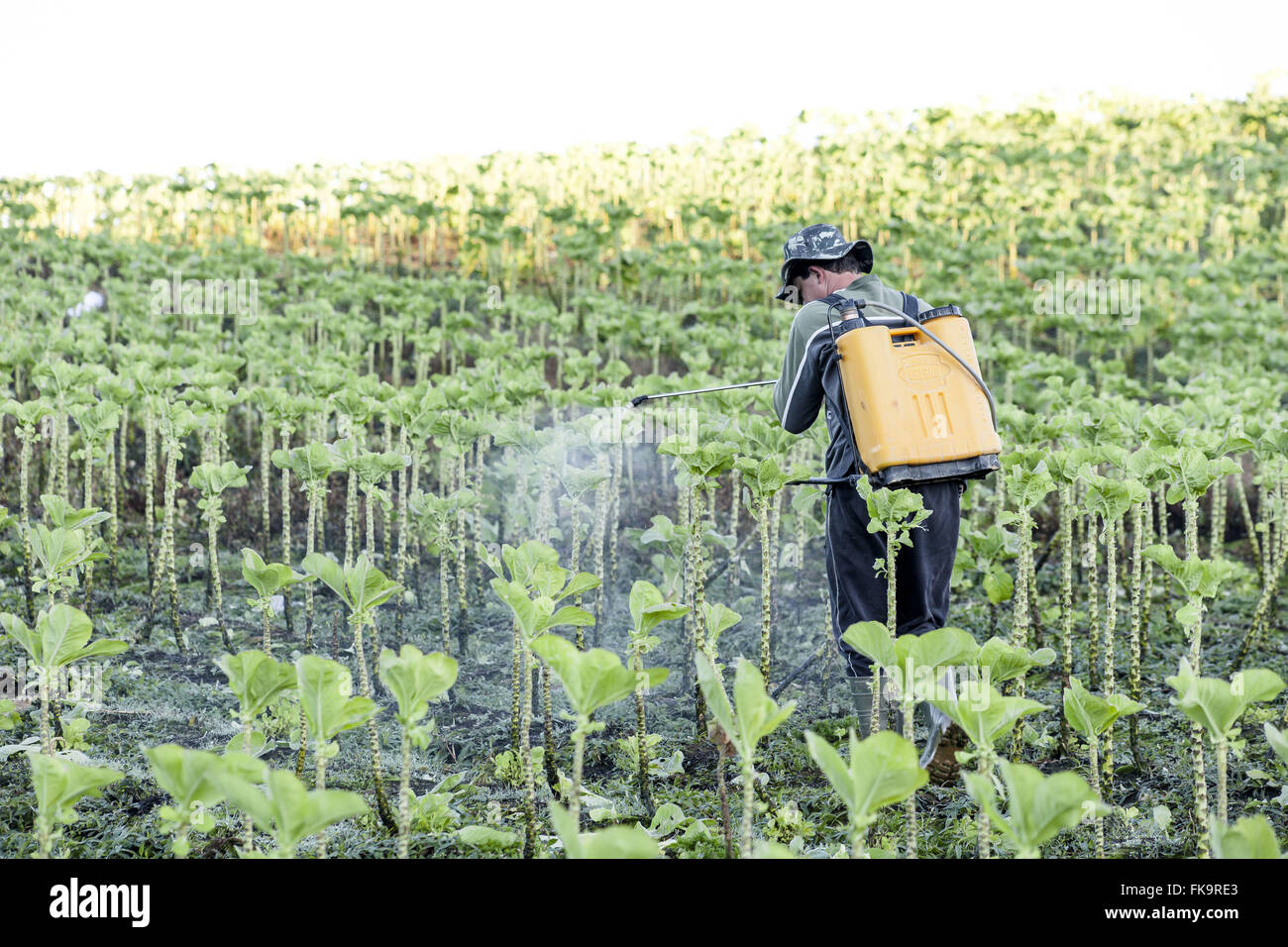 Pulverización de insecticida con repollo en costales de plantación Foto de stock