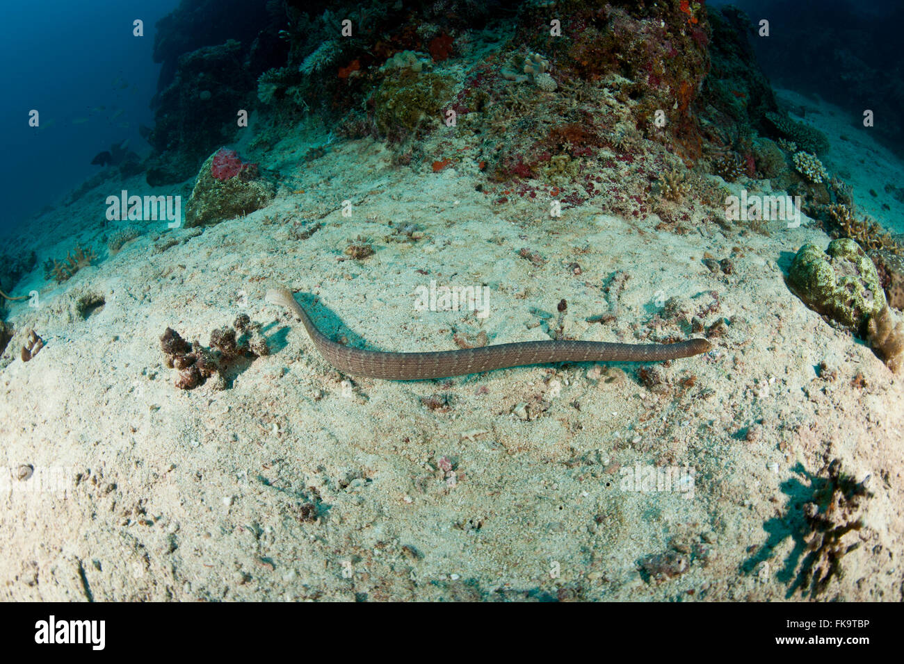 Oliva, serpiente de mar (Aipysurus laevis) especies de serpientes de mar venenosas encontrados en el Indo-Pacífico Foto de stock