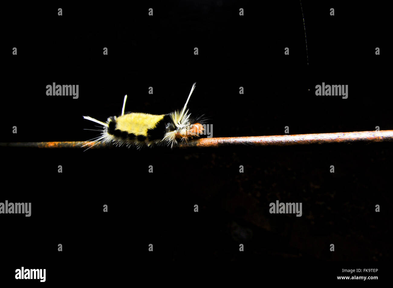 Peludo - Caterpillar punzante Foto de stock