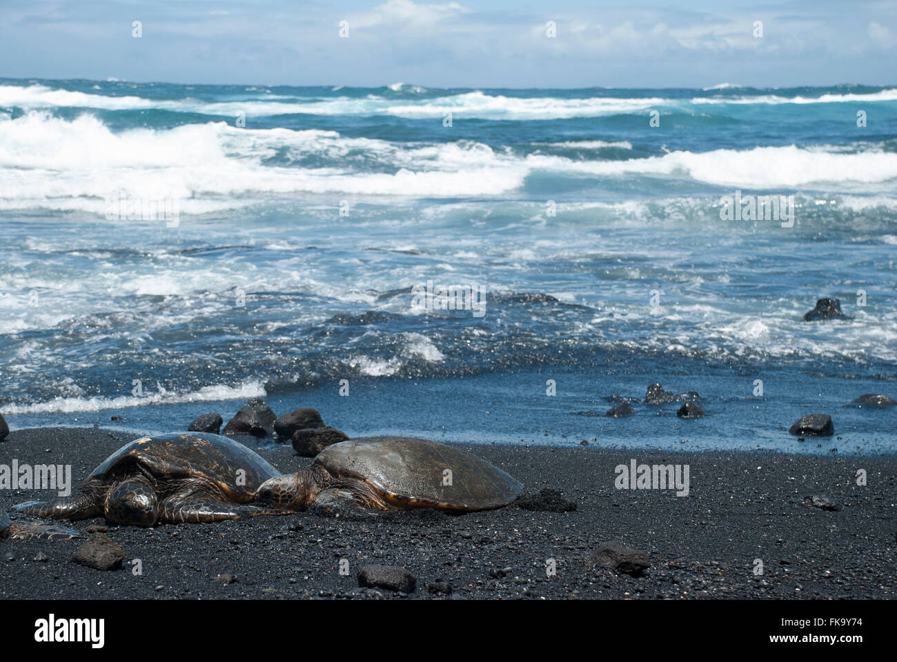 Las tortugas marinas verdes en la playa de arena negra (Punalu'u Beach)  Hawaii, Estados Unidos Fotografía de stock - Alamy