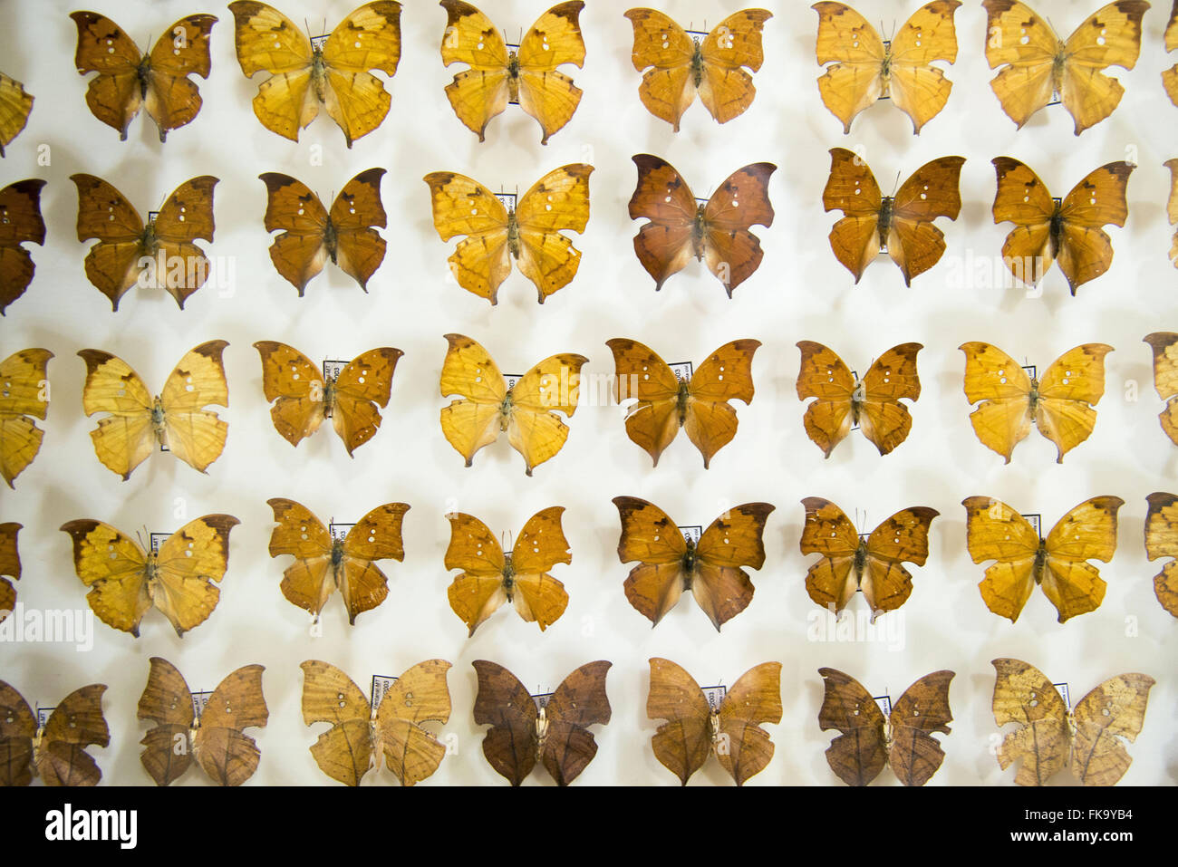 Coleção entomológica de borboletas em borboletário Foto de stock