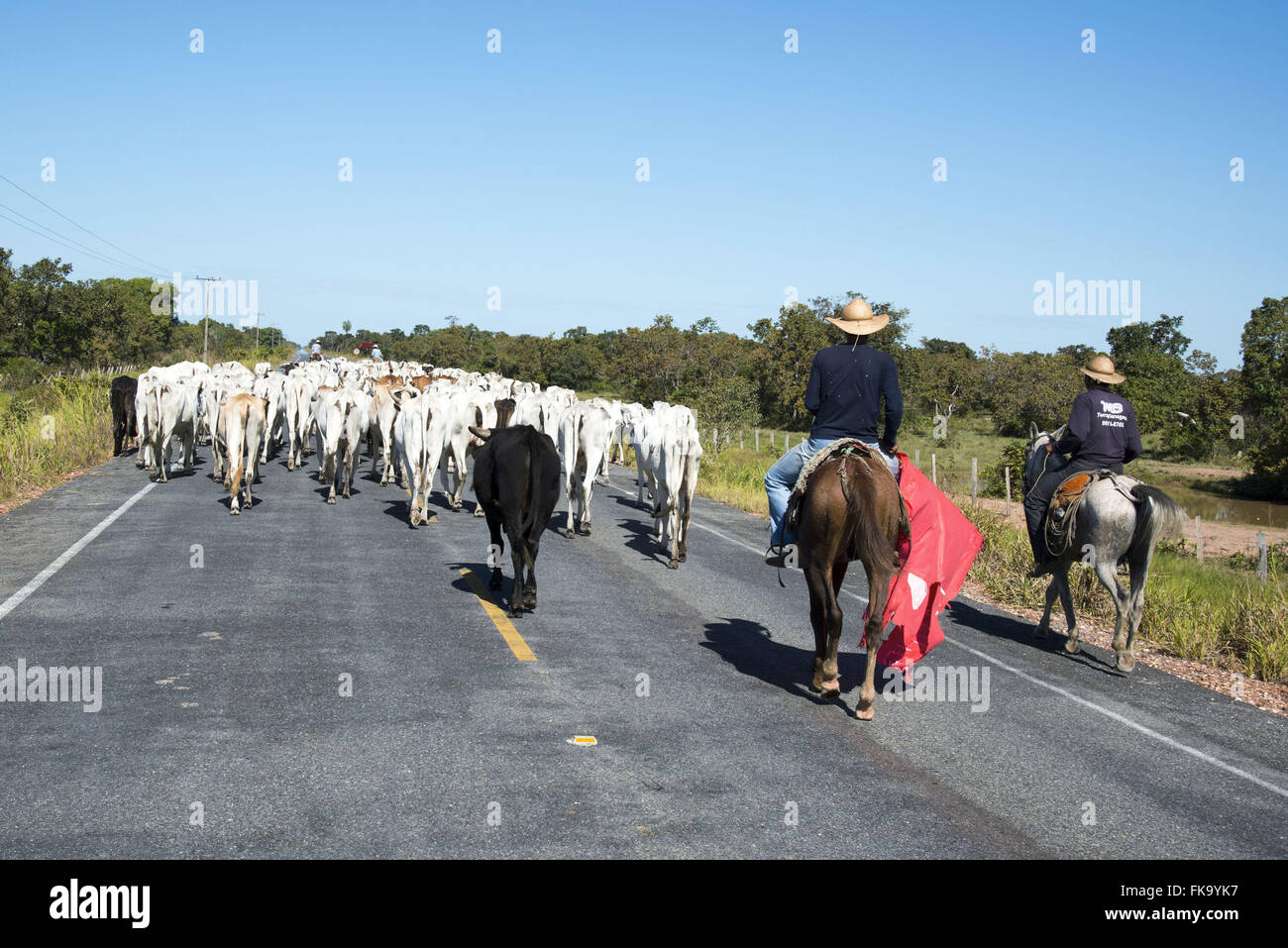 Comitiva tocando gado através da MT-370 Estrada Parque Porto Cercado Foto de stock