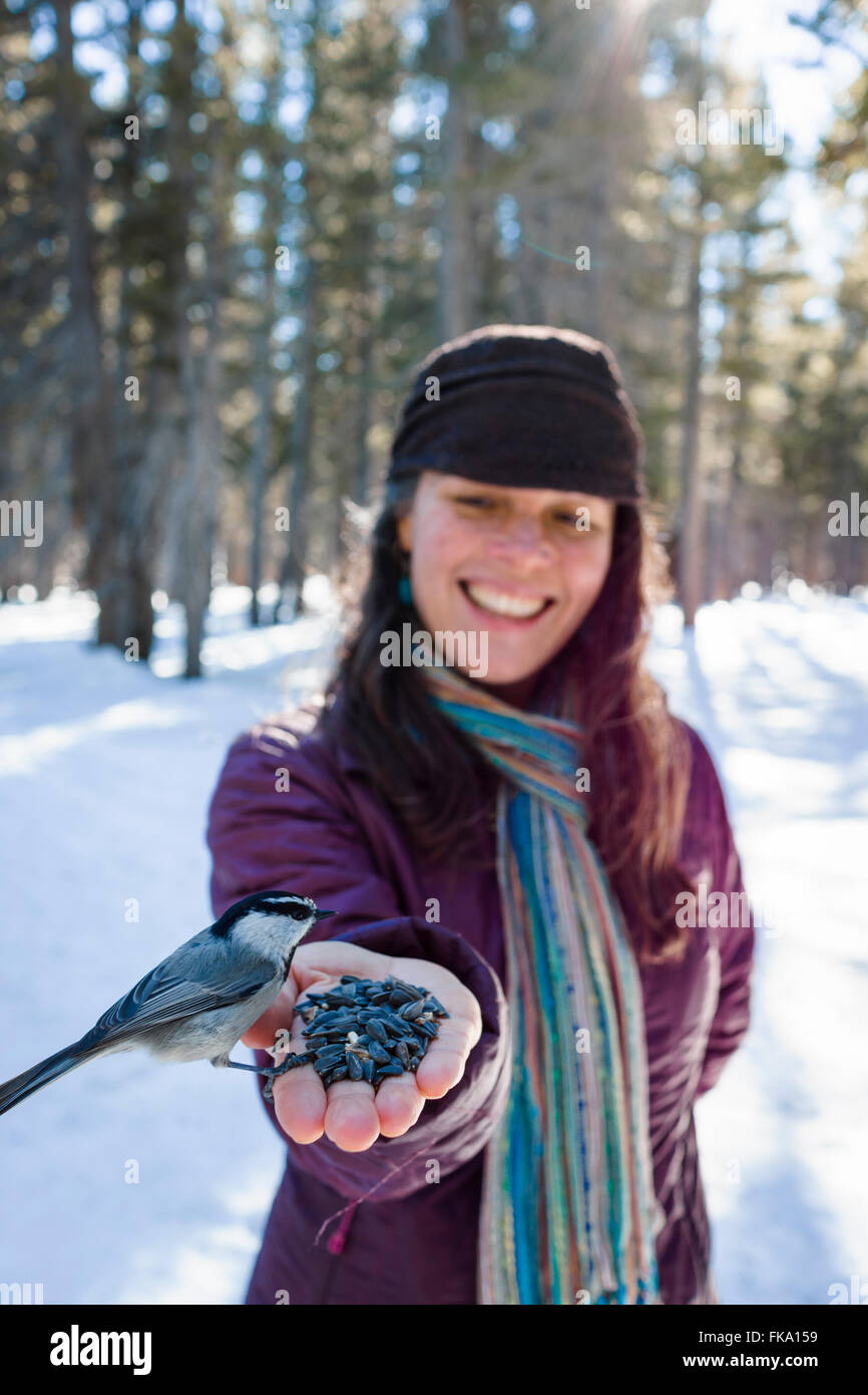 Carbonero aves silvestres comer fuera de las manos de la mujer elegante en entorno de bosque nevado Foto de stock