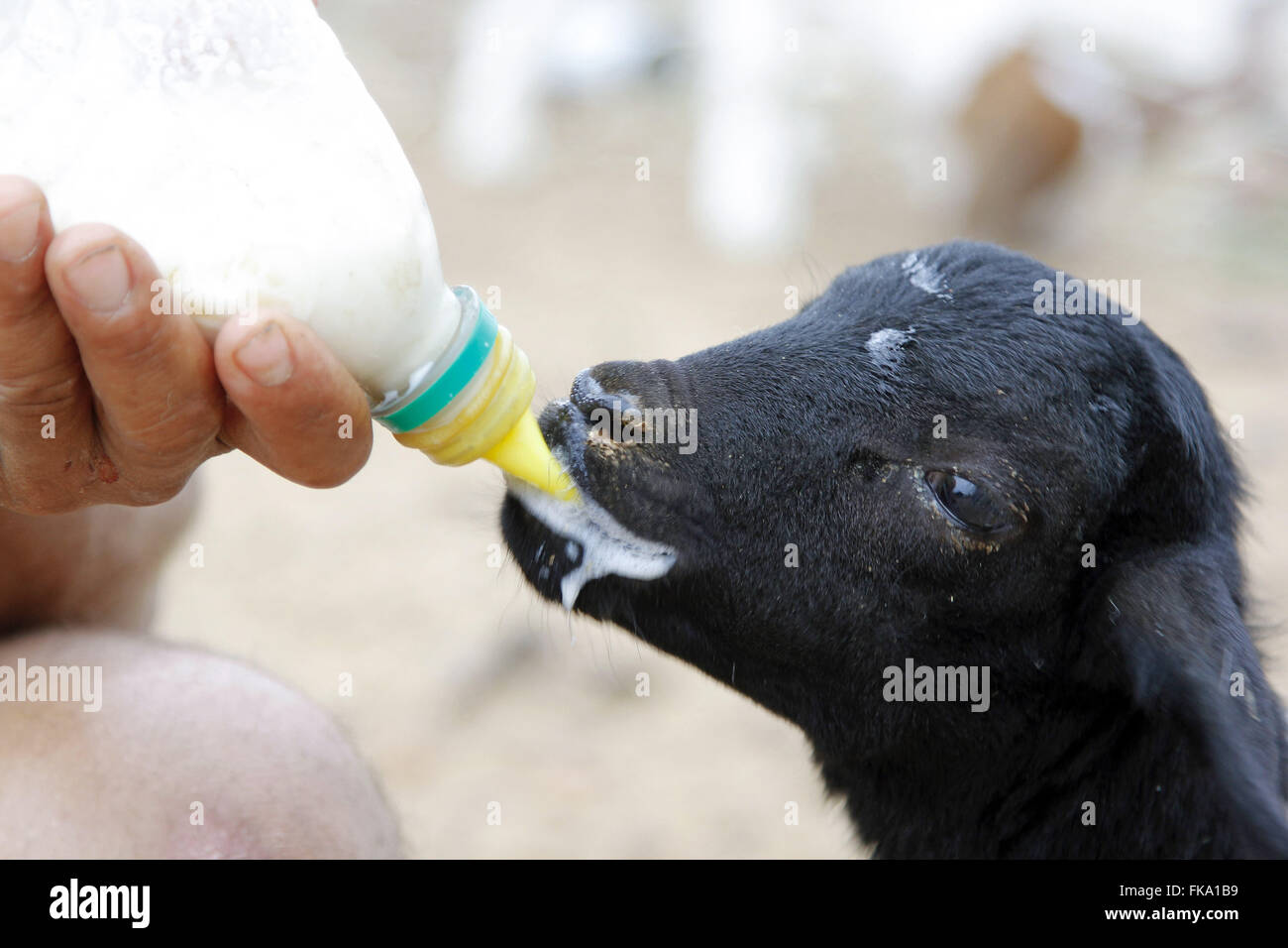 El trabajador rural alimenta cub rechazó con leche de cabra en la botella Foto de stock