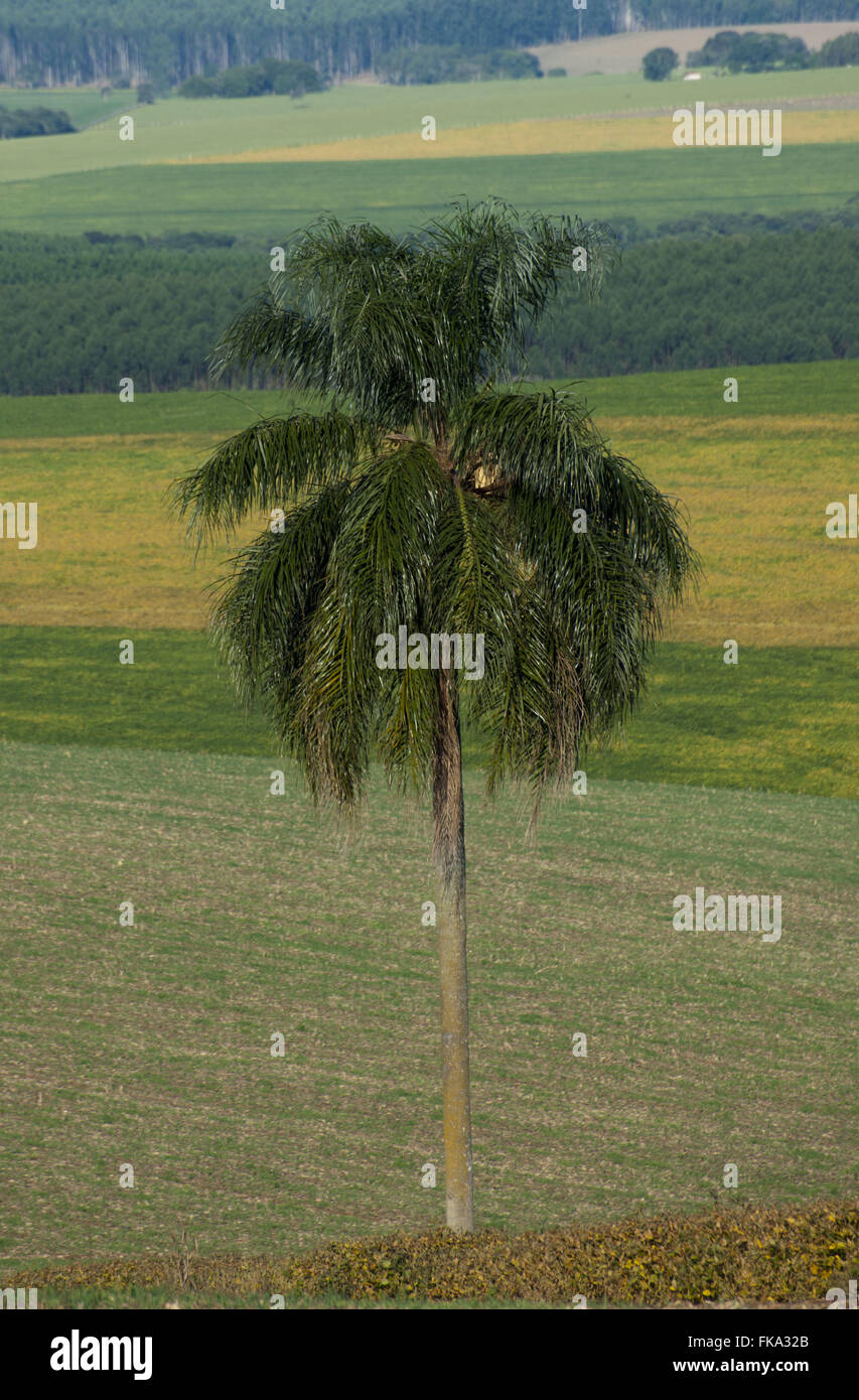 Paisaje rural con Jerivá plantación de palma africana en el cultivo de la soja, la luz de la tarde Foto de stock