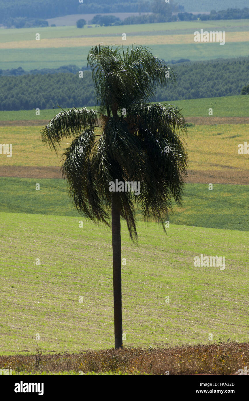 Paisaje rural con Jerivá plantación de palma africana en el cultivo de soja - la luz de la mañana Foto de stock